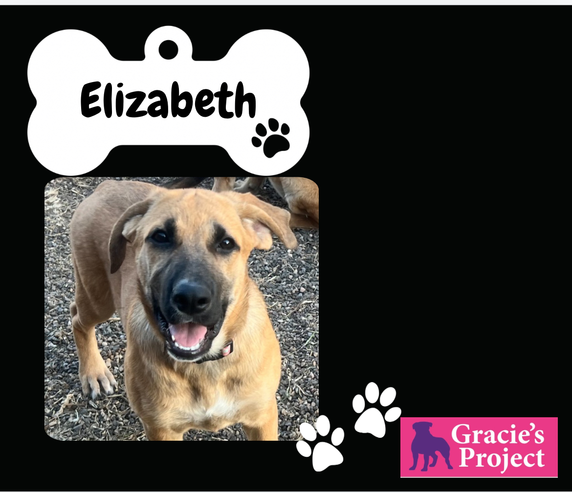 Dog for adoption Elizabeth, a German Shepherd Dog Mix in Grand Rapids