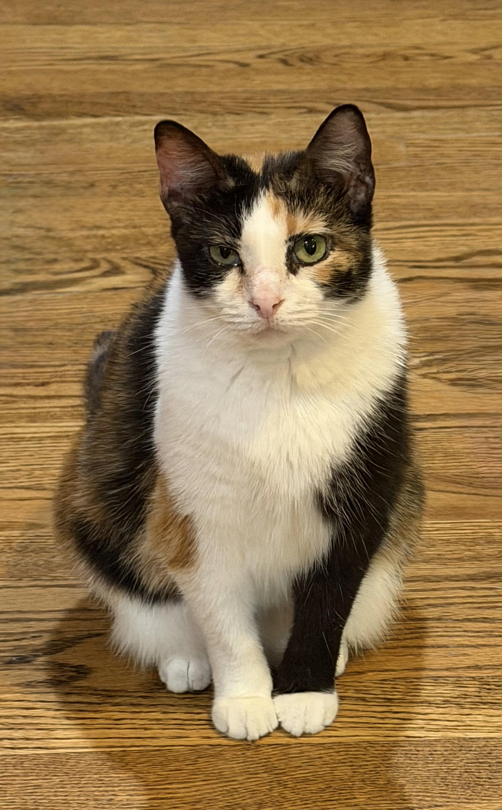 Dutchess, a Adoptable Domestic Short Hair in Wheaton, IL image 1/3