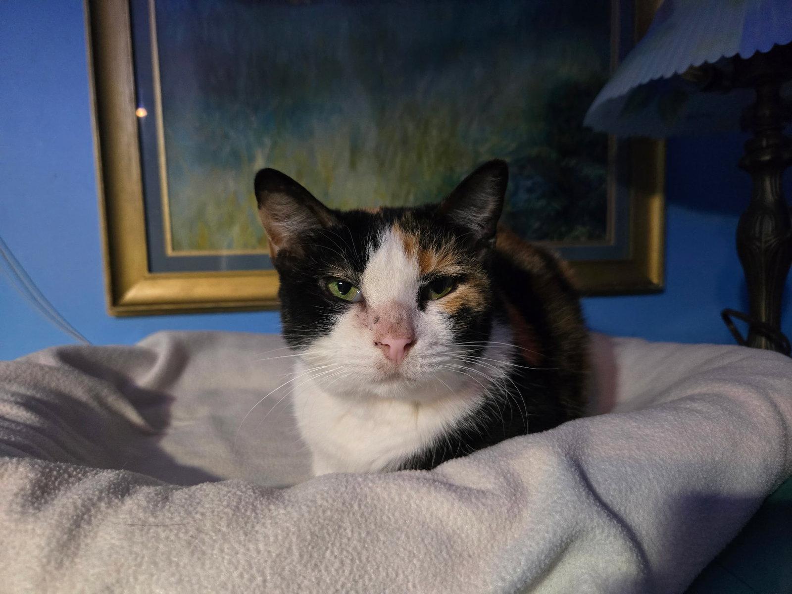 Dutchess, a Adoptable Domestic Short Hair in Wheaton, IL image 2/3