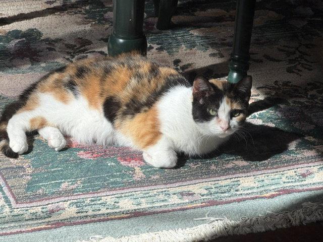 Dutchess, a Adoptable Domestic Short Hair in Wheaton, IL image 3/3