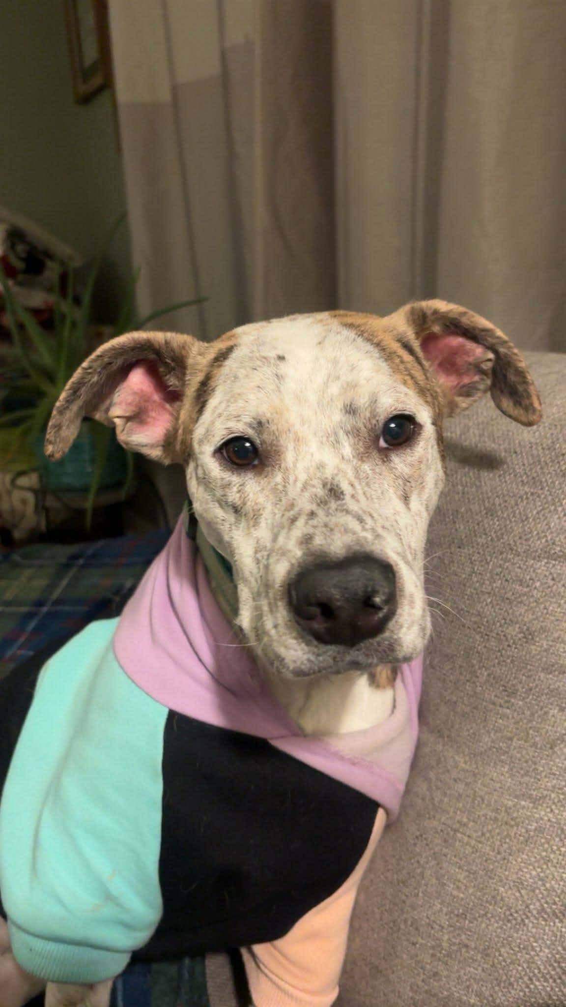 Edith, ADOPTABLE, Young Female Mixed Breed.