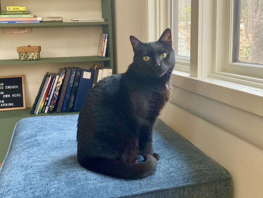 MIMI, Adoptable, Adult Female Domestic Short Hair.