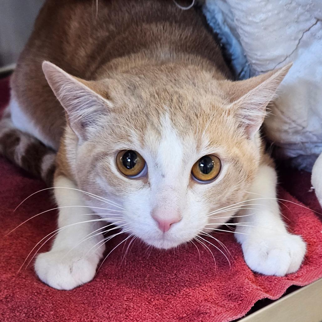 Bagel, Adoptable, Young Male Domestic Short Hair.