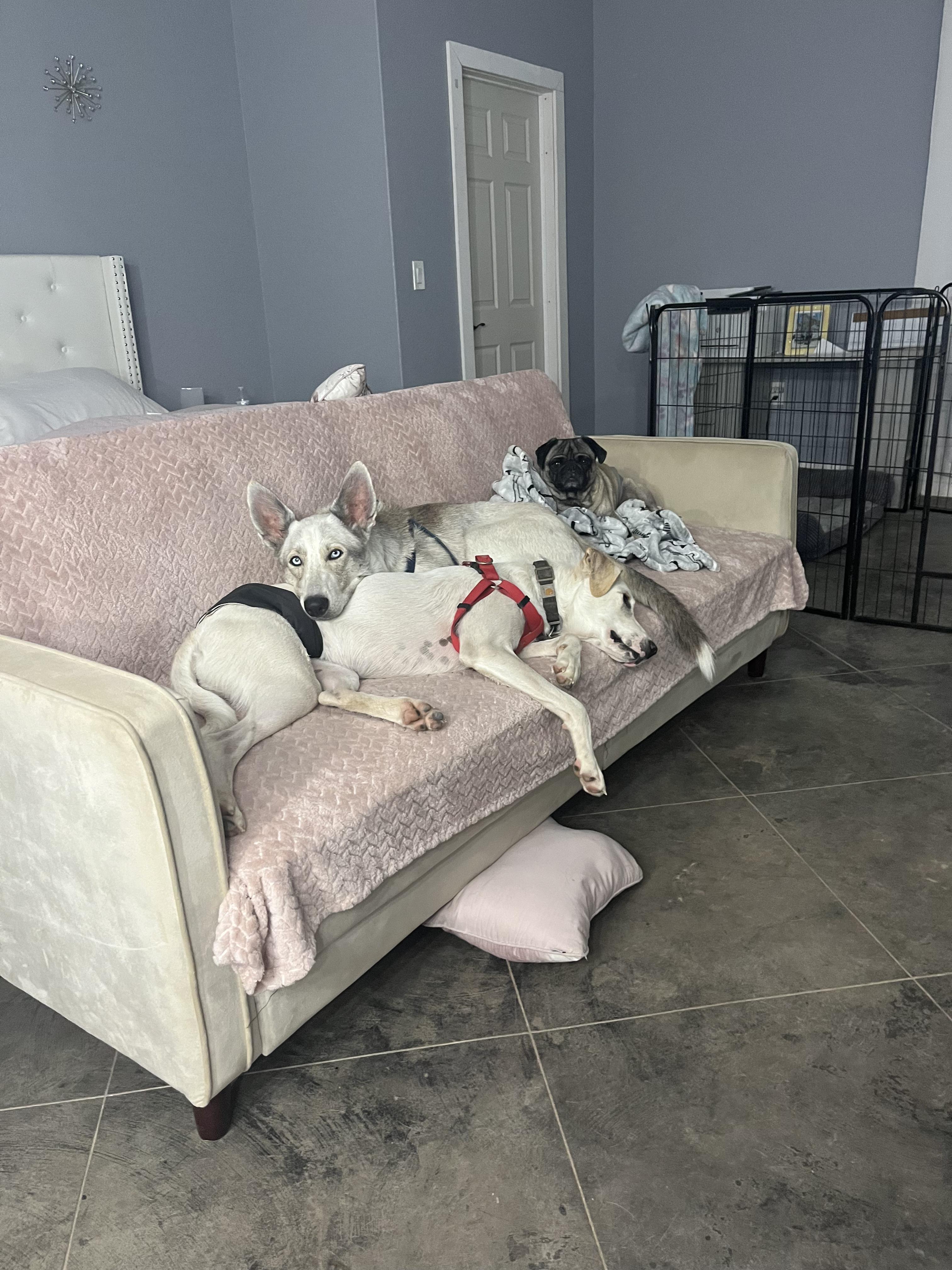 Enlarge Coyote, a Adoptable mixed breed in Pittsburgh, PA image 1/6