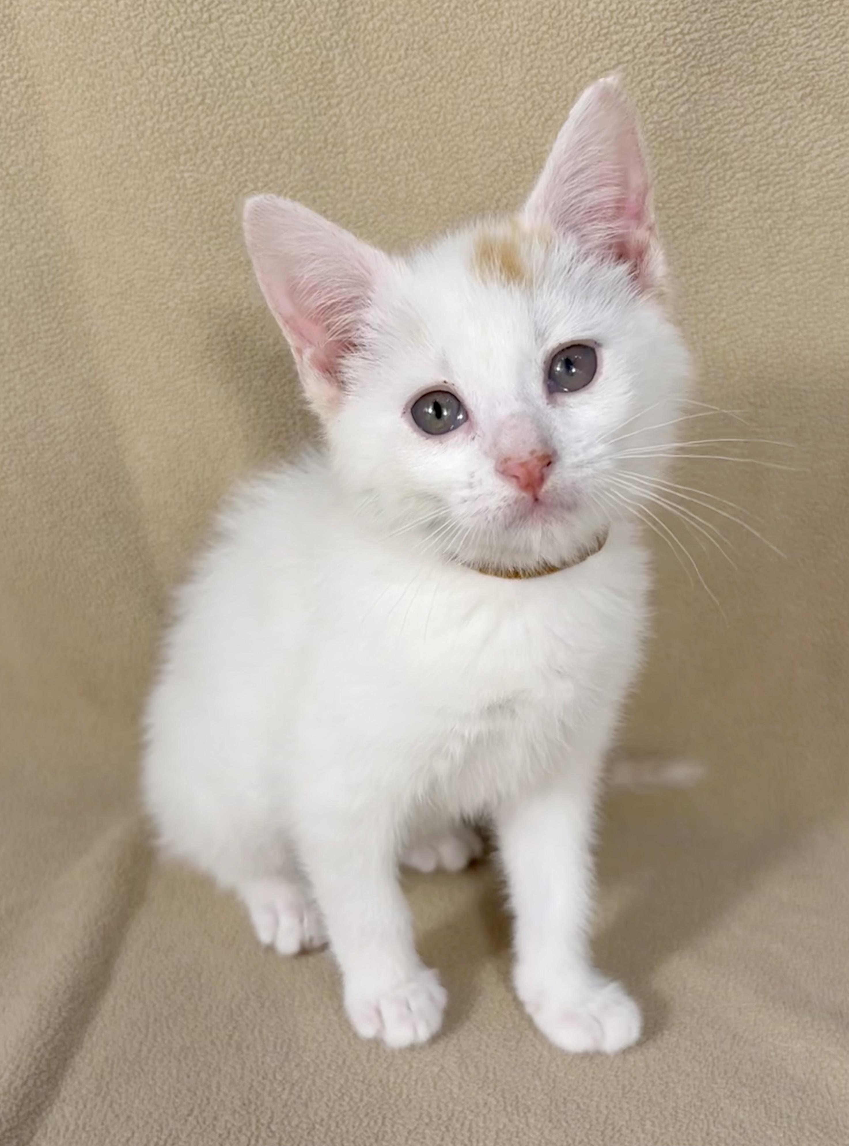 Enlarge Zoe, a ADOPTABLE Domestic Short Hair in Minneapolis, MN image 1/4