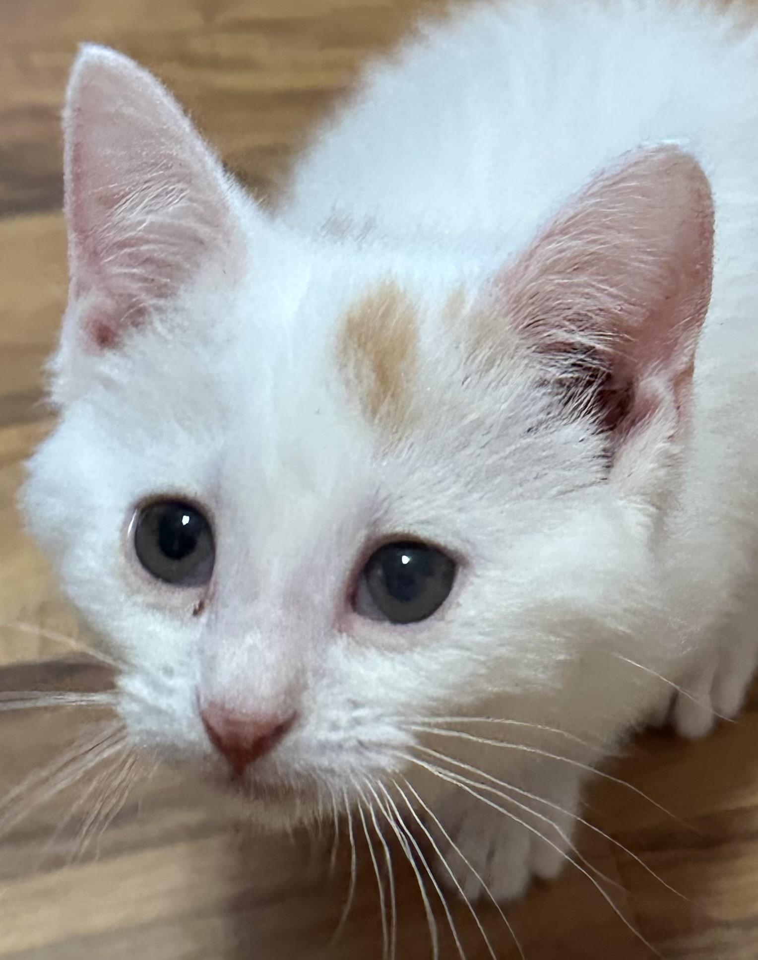 Enlarge Zoe, a ADOPTABLE Domestic Short Hair in Minneapolis, MN image 4/4