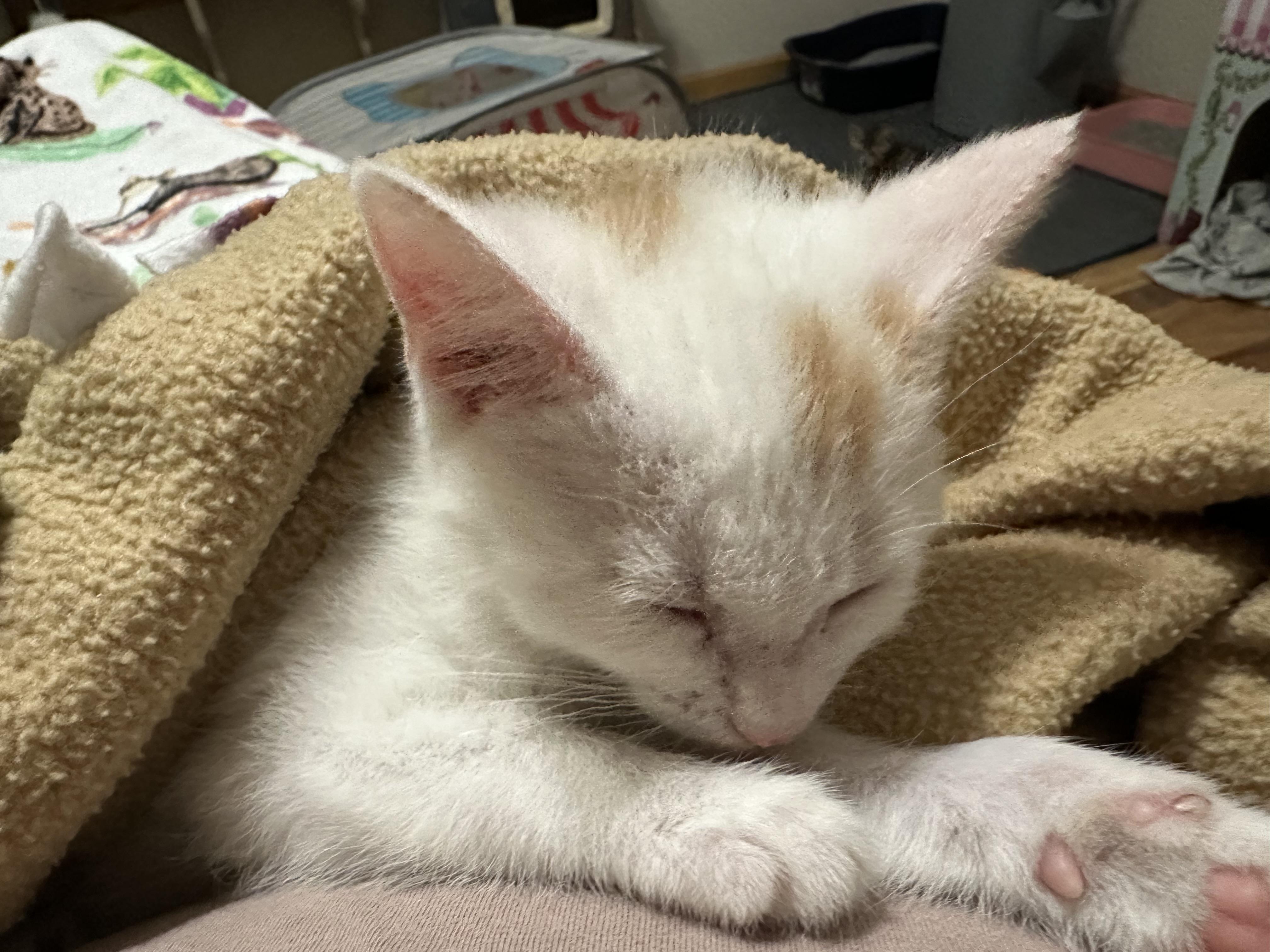 Enlarge Zoe, a ADOPTABLE Domestic Short Hair in Minneapolis, MN image 2/4