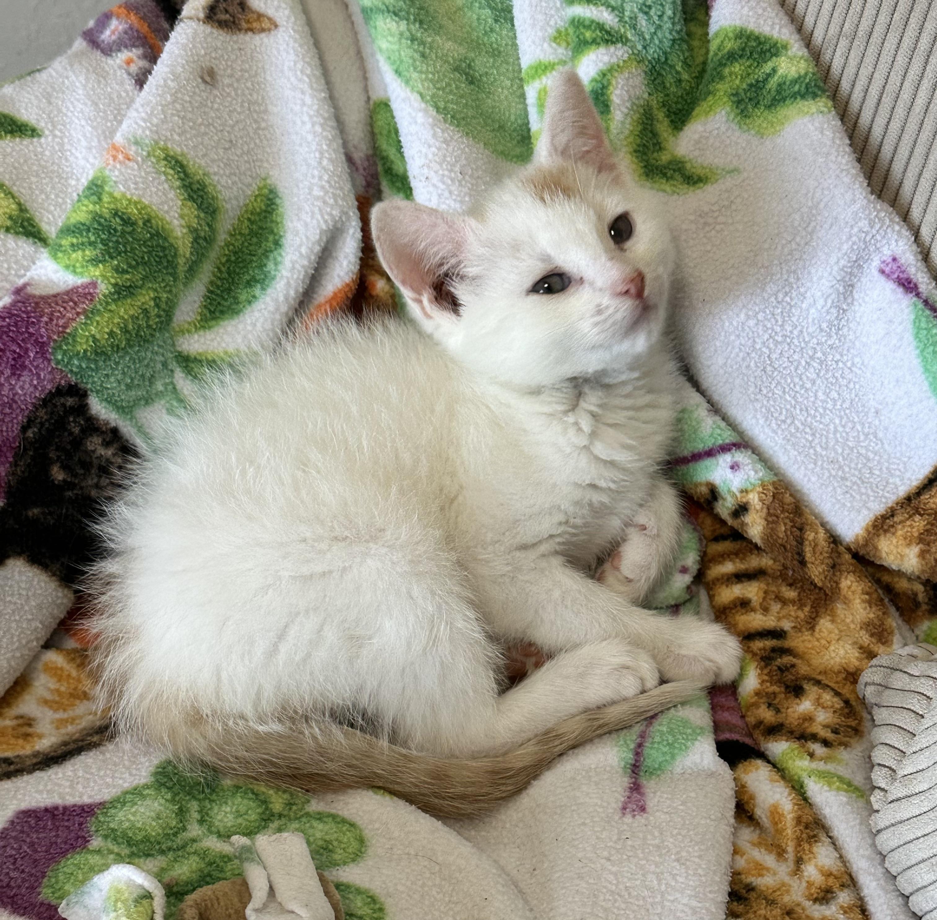 Enlarge Zoe, a ADOPTABLE Domestic Short Hair in Minneapolis, MN image 3/4