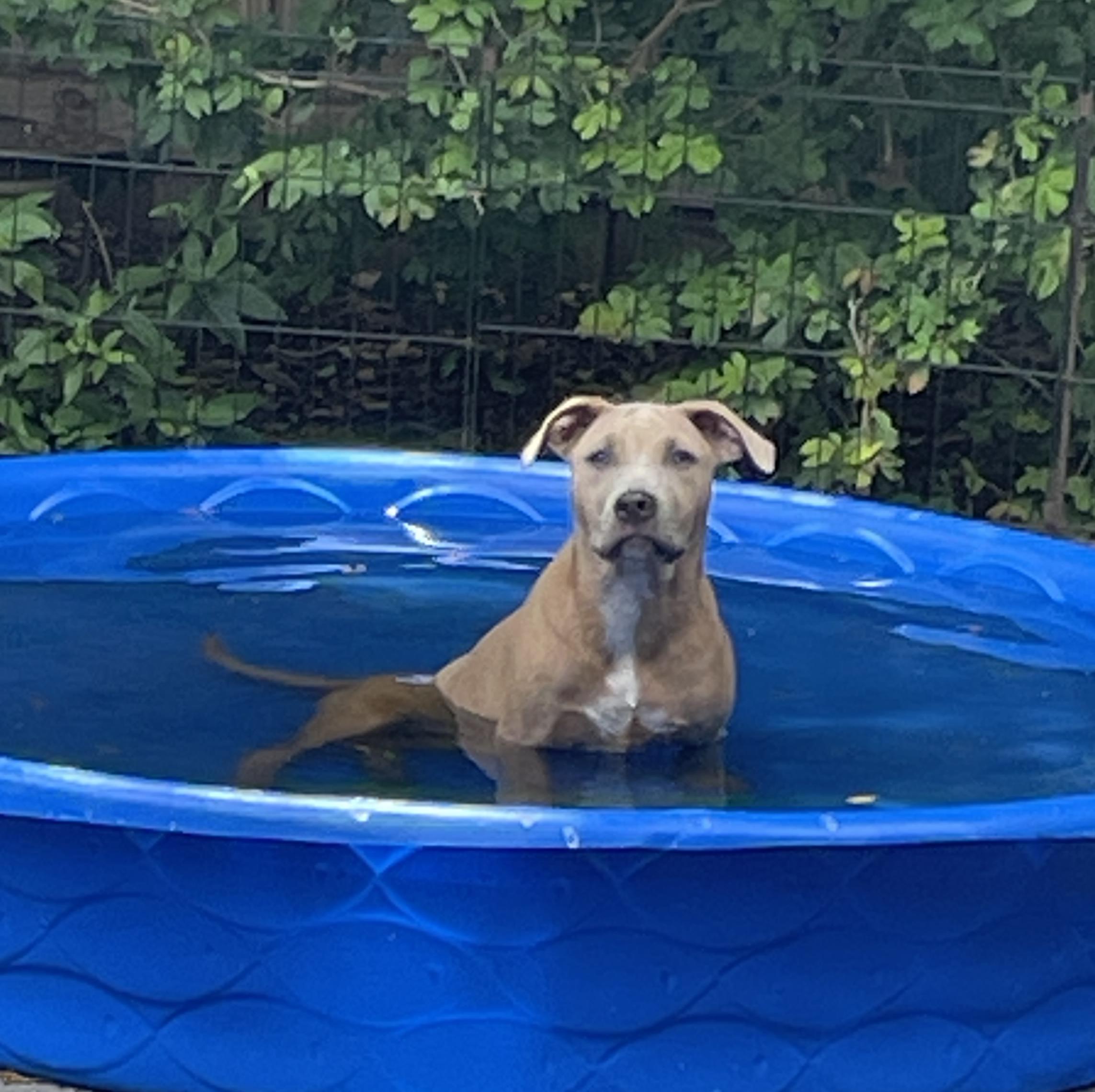 KeKe, Adoptable, Puppy Male Terrier.