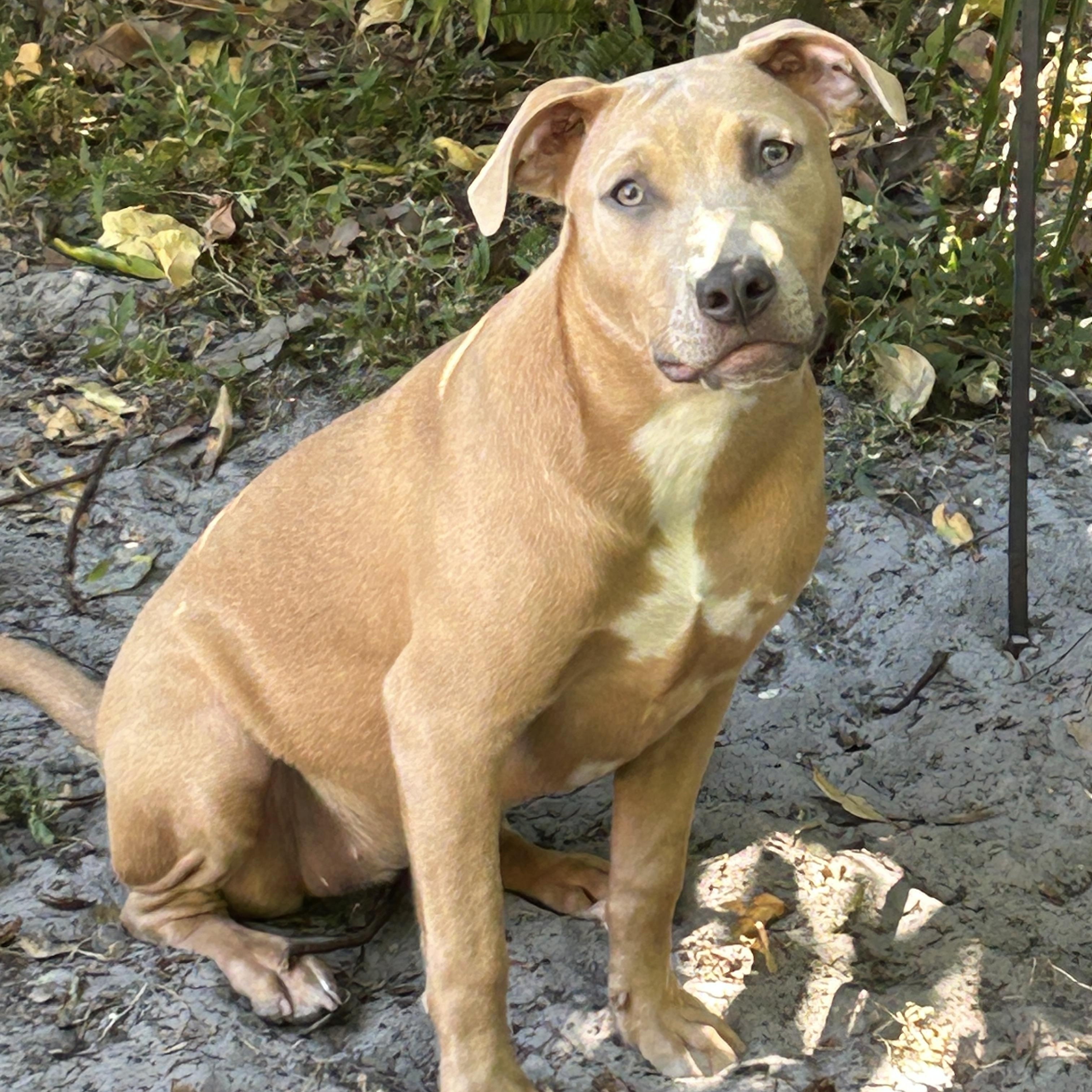 KeKe, a Adoptable mixed breed in Sarasota, FL image 2/5