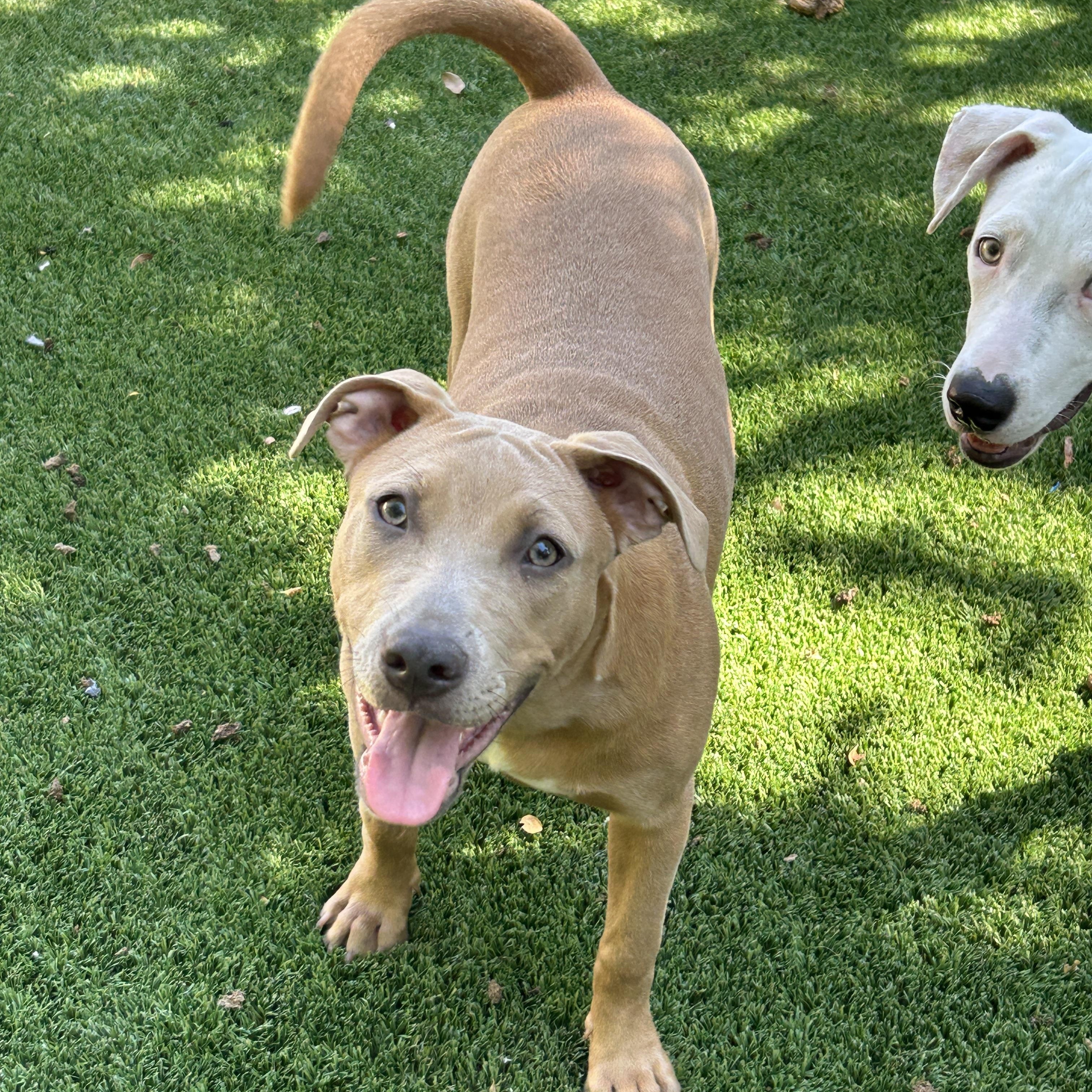 KeKe, a Adoptable mixed breed in Sarasota, FL image 3/5