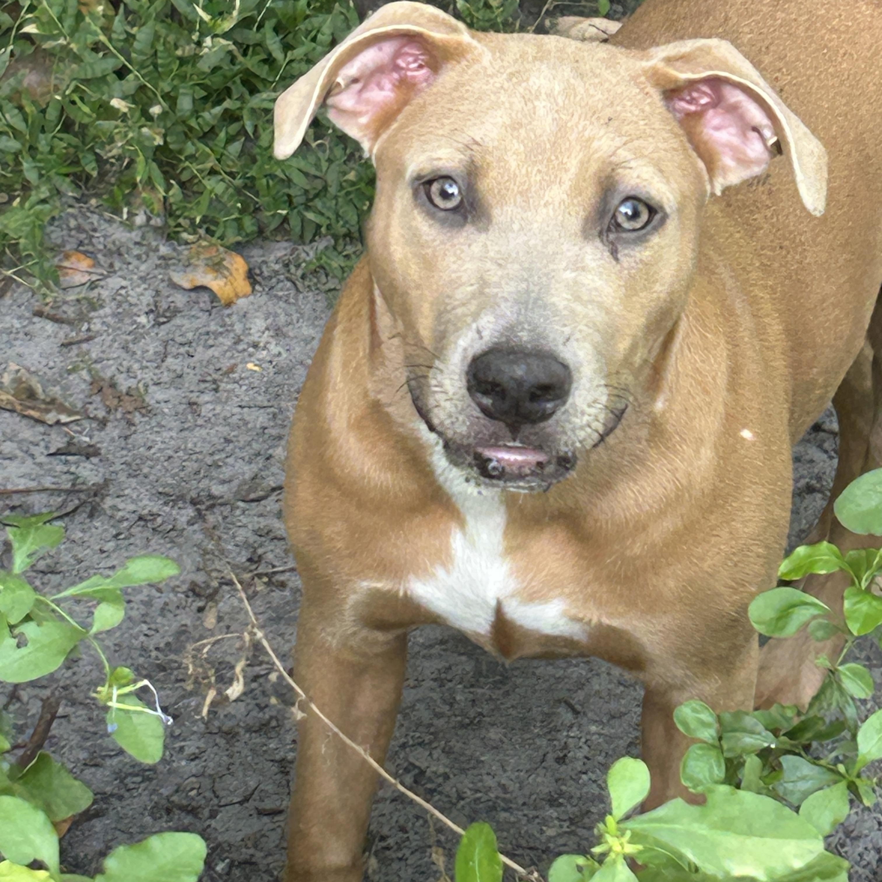 KeKe, a Adoptable mixed breed in Sarasota, FL image 4/5