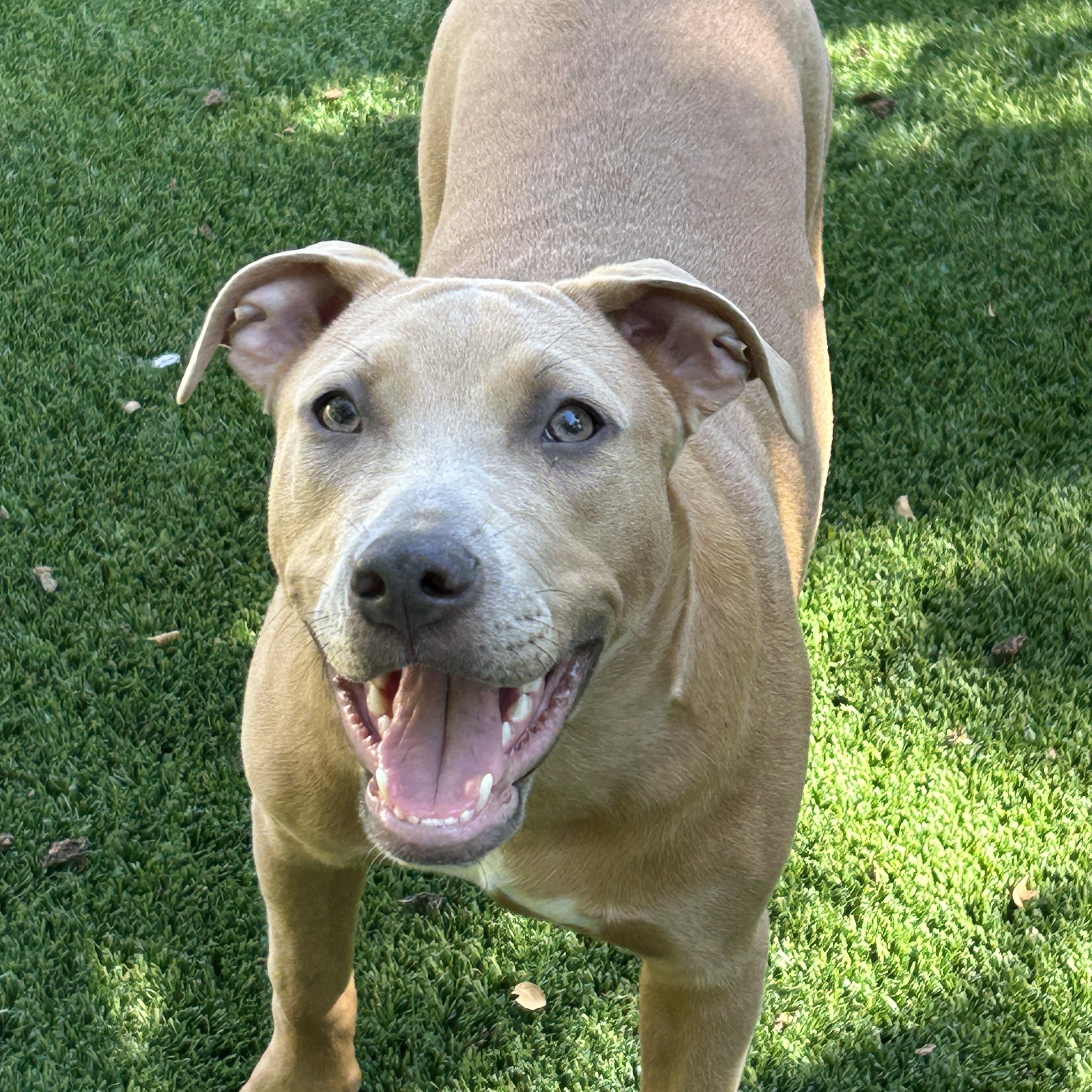 KeKe, a Adoptable mixed breed in Sarasota, FL image 5/5