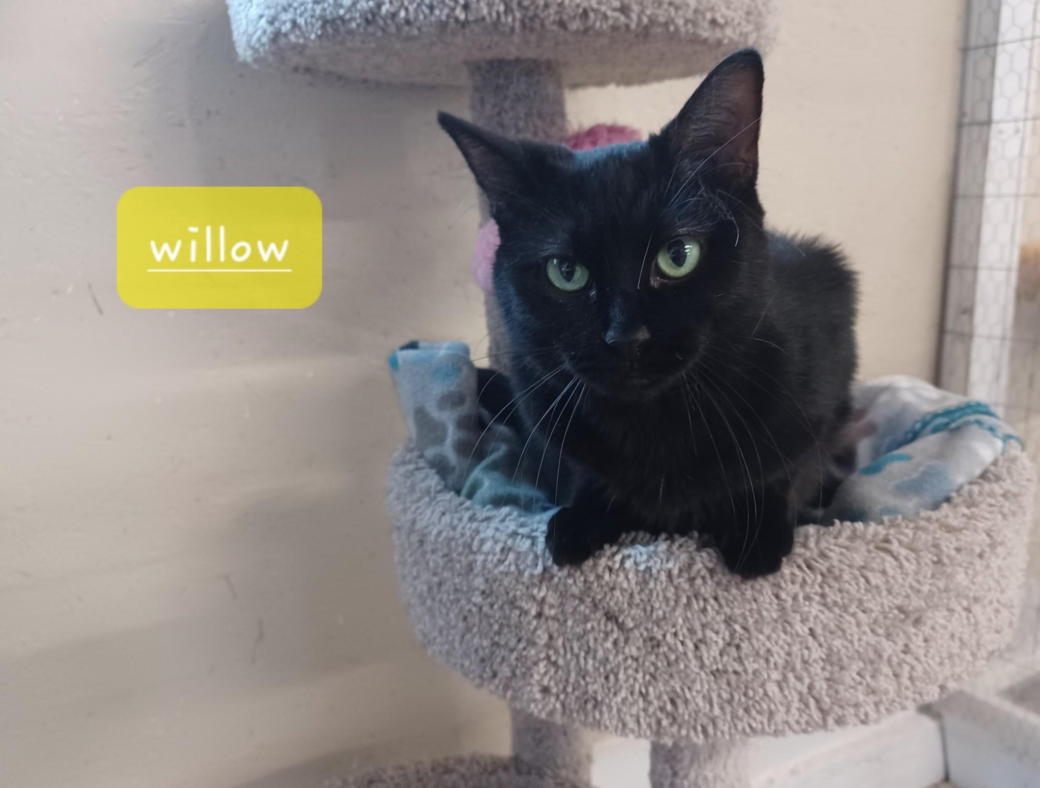 Willow photo