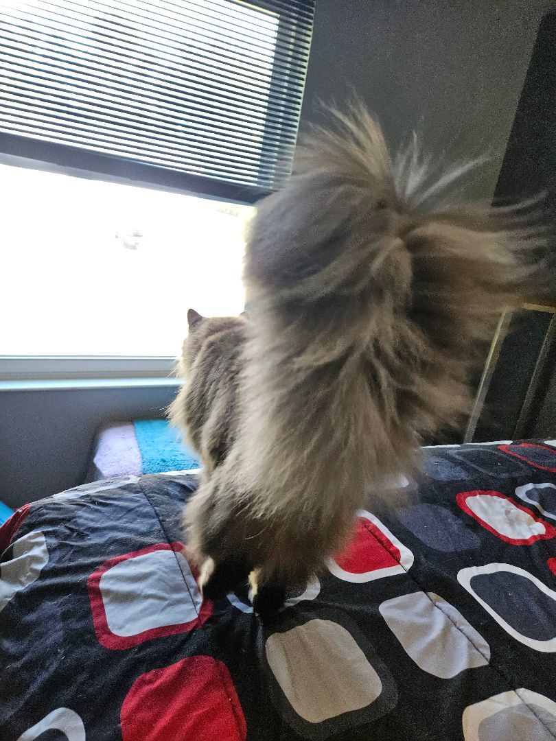 Sophie, a Adopted Domestic Medium Hair in Walkersville, MD image 1/6