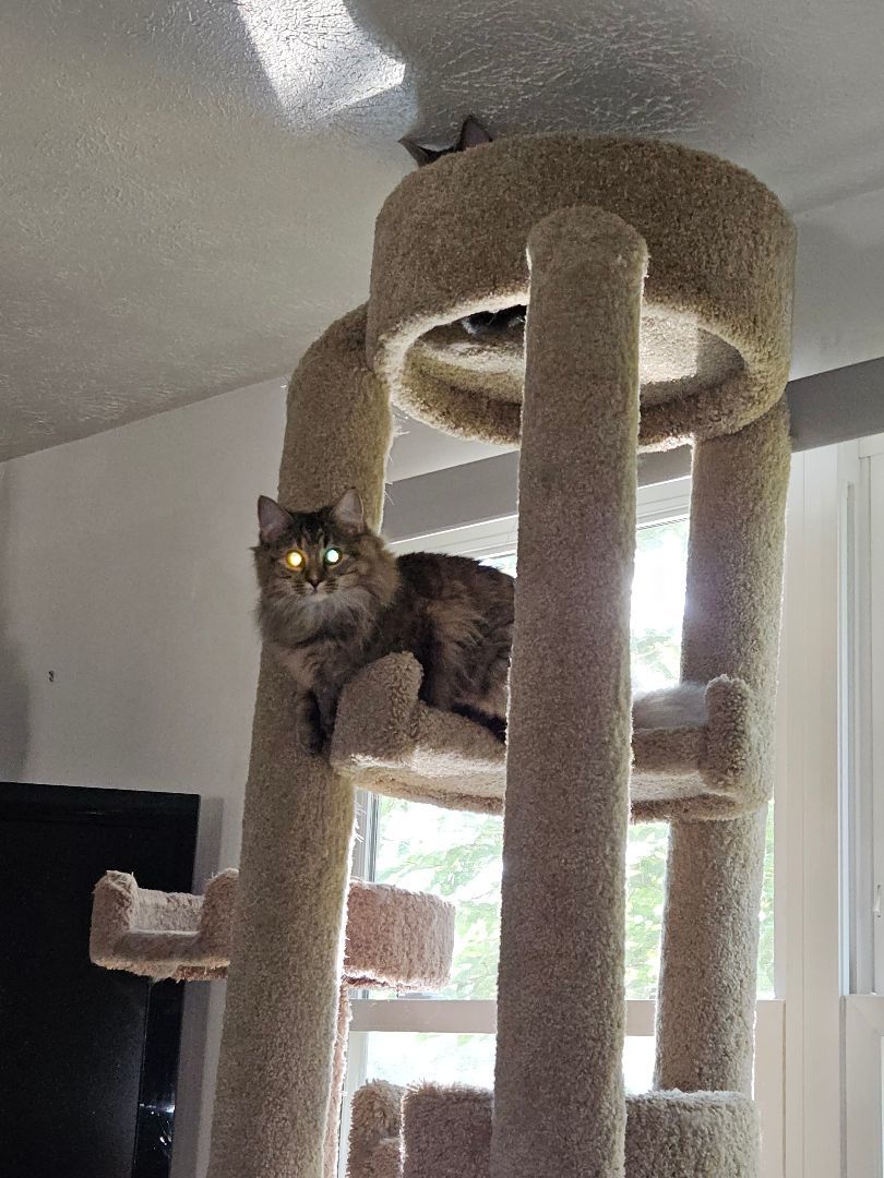 Sophie, a Adopted Domestic Medium Hair in Walkersville, MD image 2/6