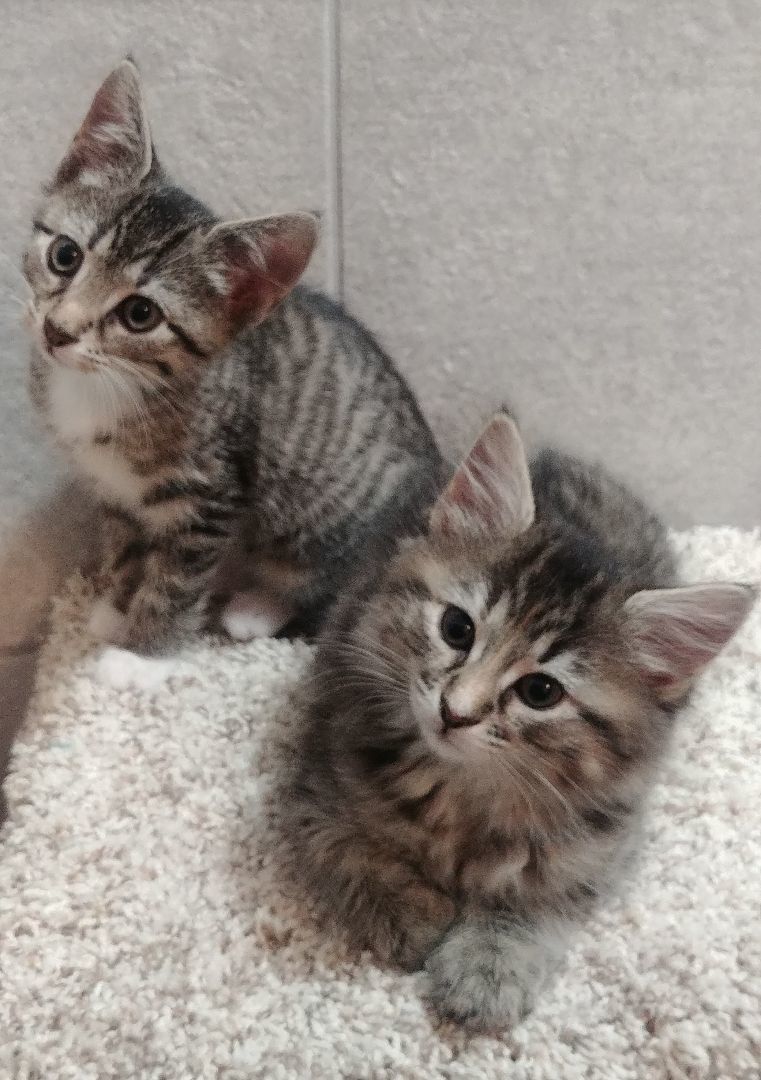 Sophie, a Adopted Domestic Medium Hair in Walkersville, MD image 3/6