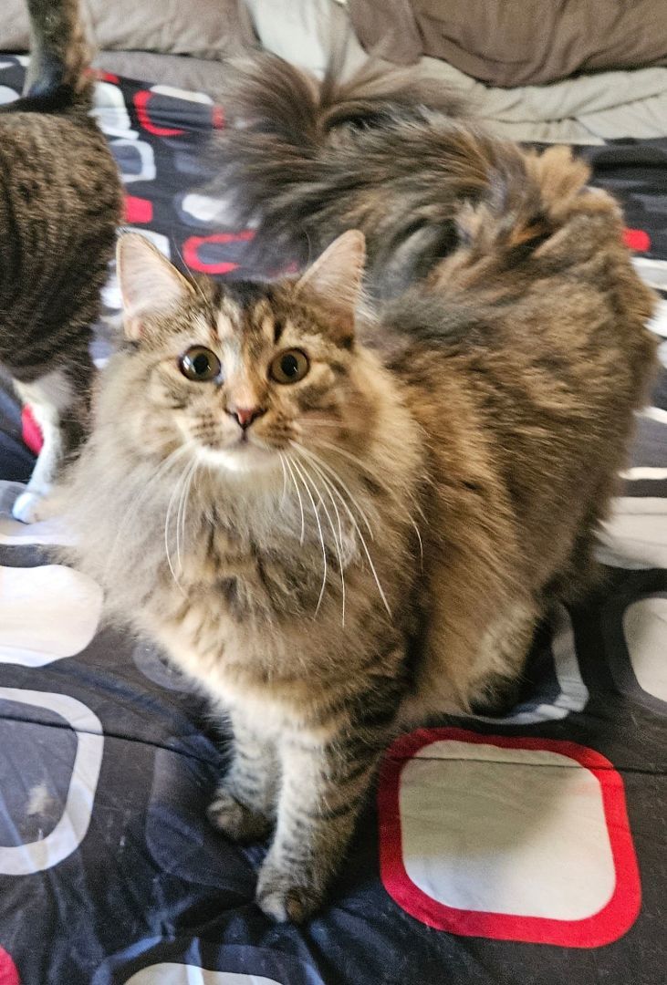 Sophie, a Adopted Domestic Medium Hair in Walkersville, MD image 4/6