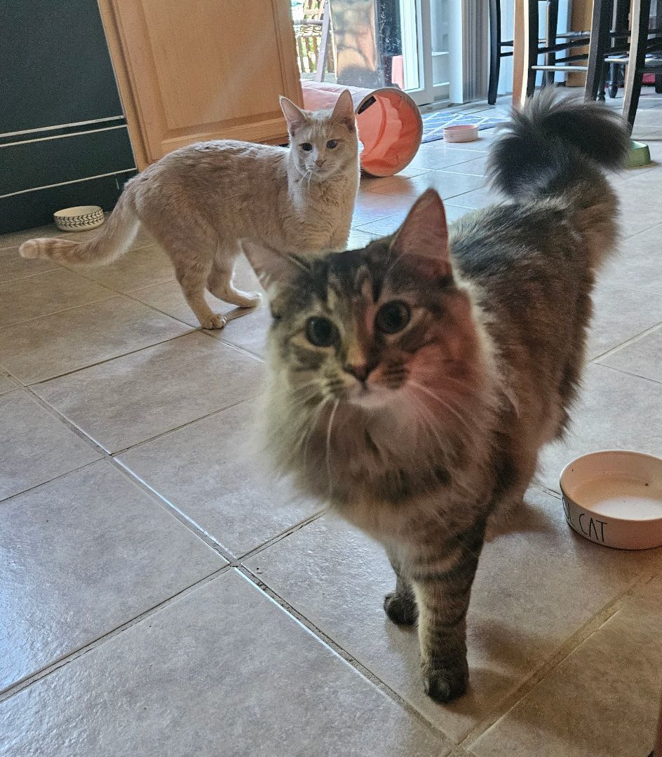 Sophie, a Adopted Domestic Medium Hair in Walkersville, MD image 5/6