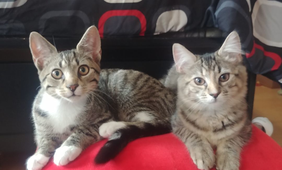 Sophie, a Adopted Domestic Medium Hair in Walkersville, MD image 6/6