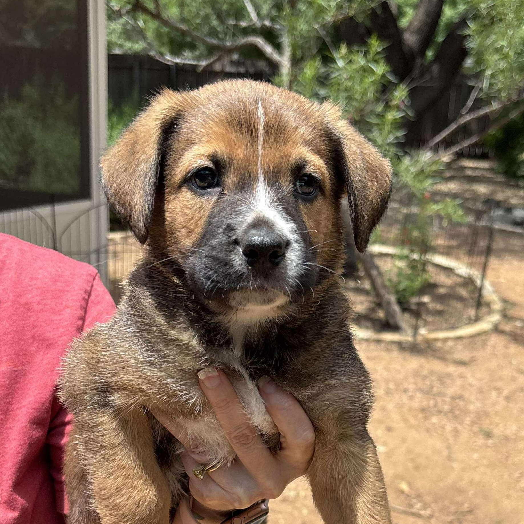 Quasar, Baby Male Spaniel