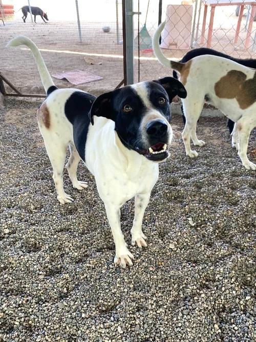 Popi — thumbnail 6