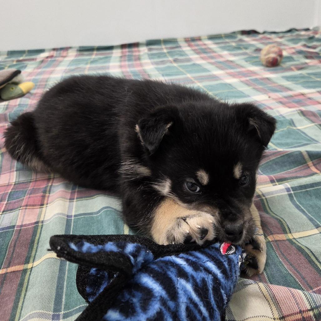 Duna, a Adoptable Mixed Breed in Saskatoon, SK image 1/2