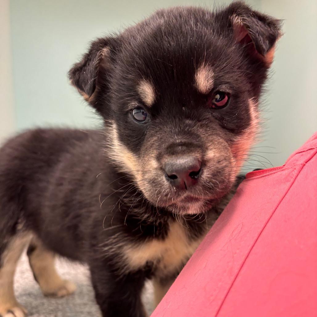 Duna, a Adoptable Mixed Breed in Saskatoon, SK image 2/2