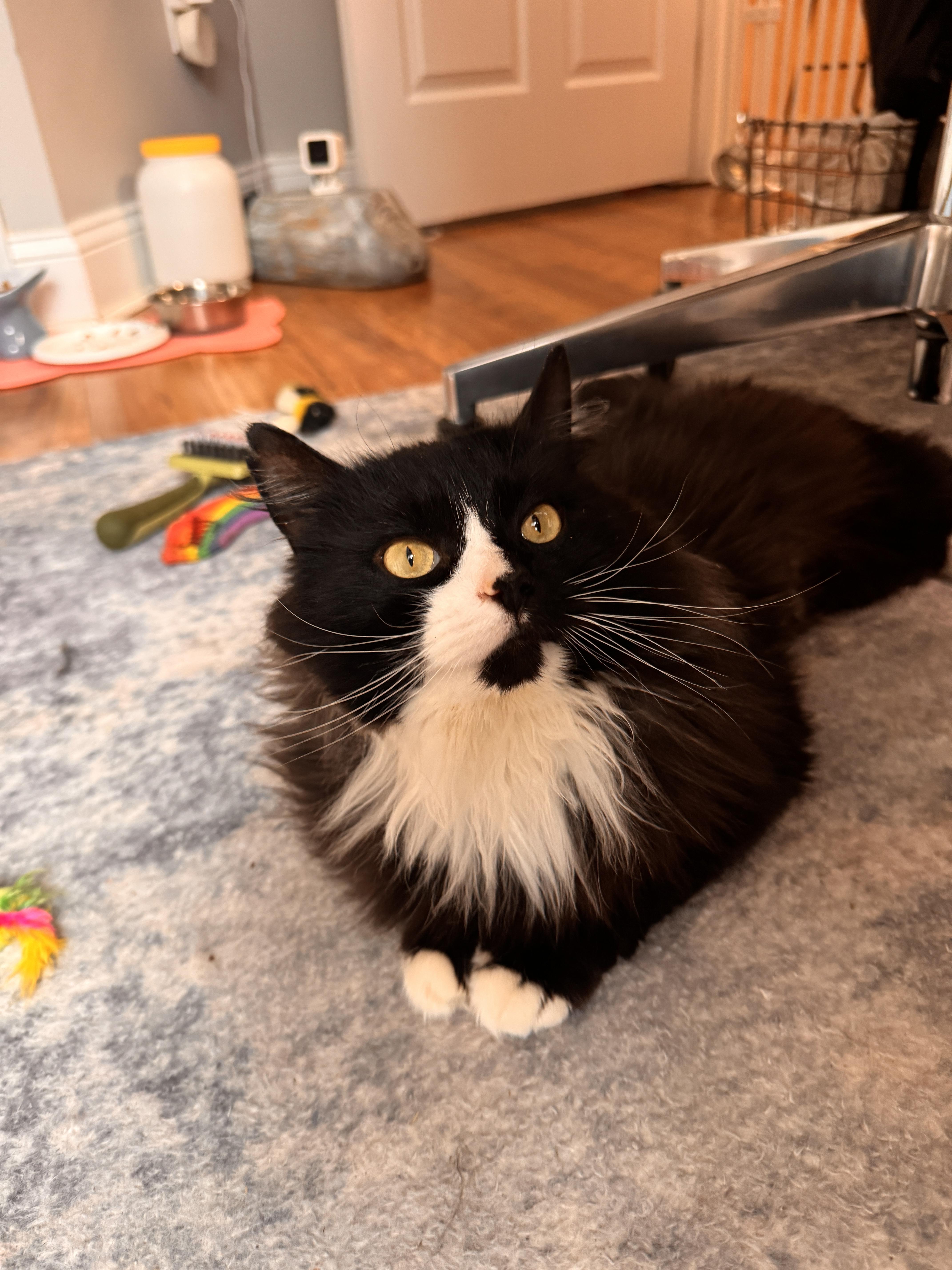 Benjamin, ADOPTABLE, Young Male Domestic Long Hair.