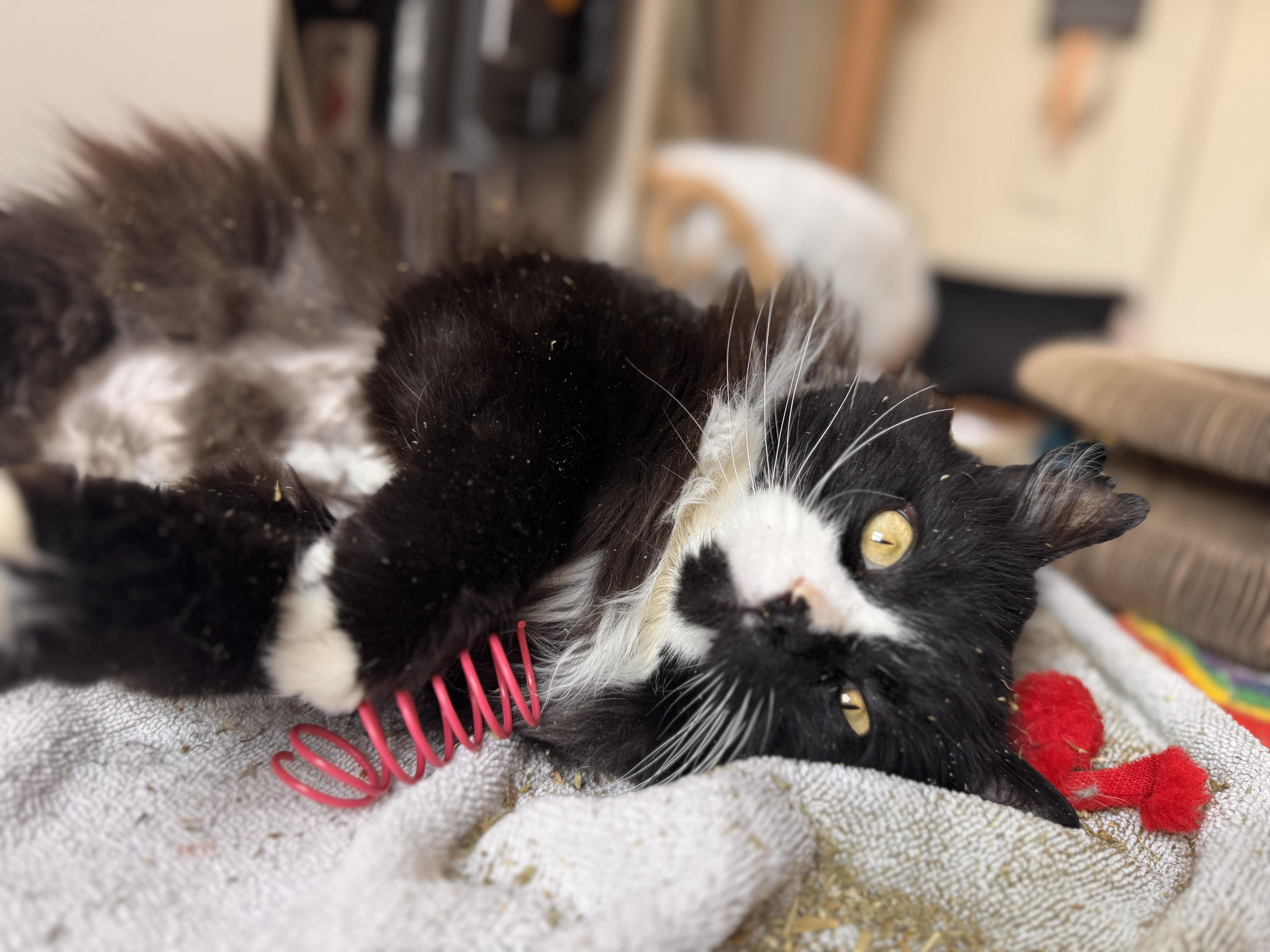 Enlarge Benjamin, a ADOPTABLE Domestic Long Hair in Harwinton, CT image 3/3