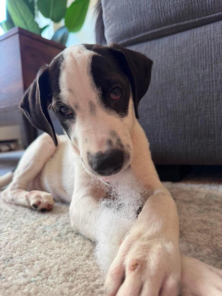 Pugsly, Adoptable, Puppy Male Retriever.