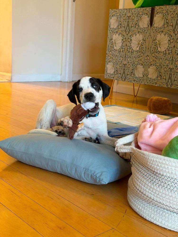 Enlarge Pugsly, a Adoptable mixed breed in Valley Stream, NY image 3/6