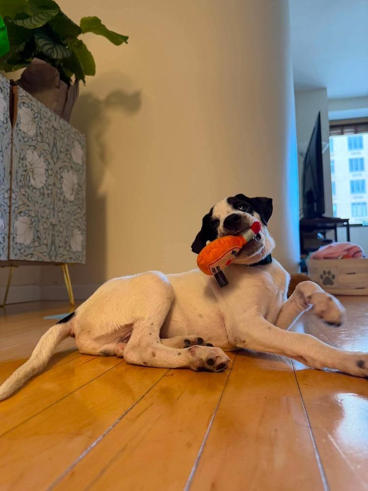 Enlarge Pugsly, a Adoptable mixed breed in Valley Stream, NY image 5/6