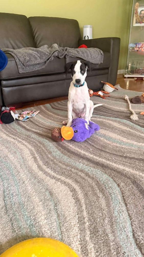 Enlarge Pugsly, a Adoptable mixed breed in Valley Stream, NY image 6/6