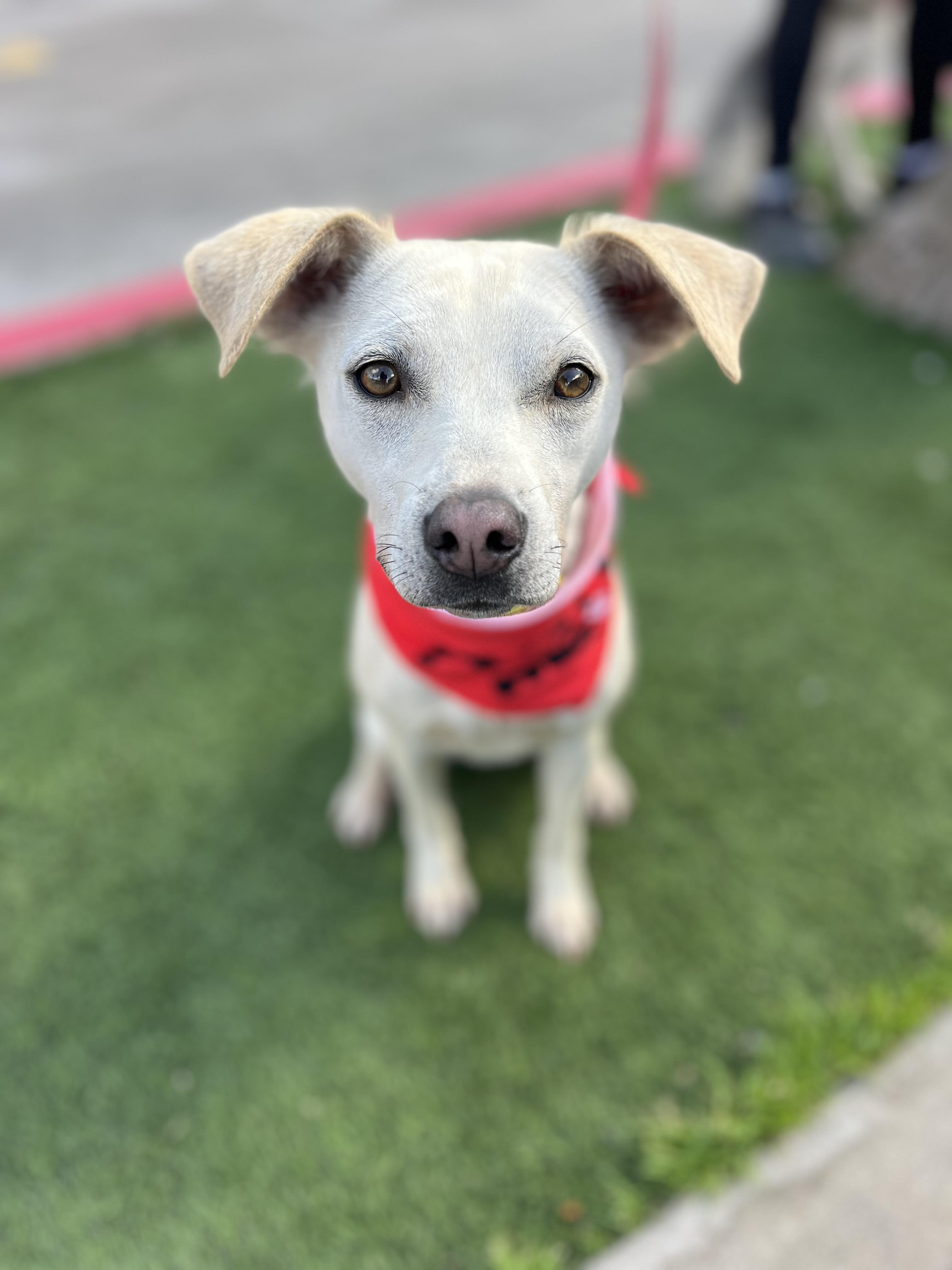 Enlarge Paloma, a ADOPTABLE mixed breed in Poway, CA image 1/4