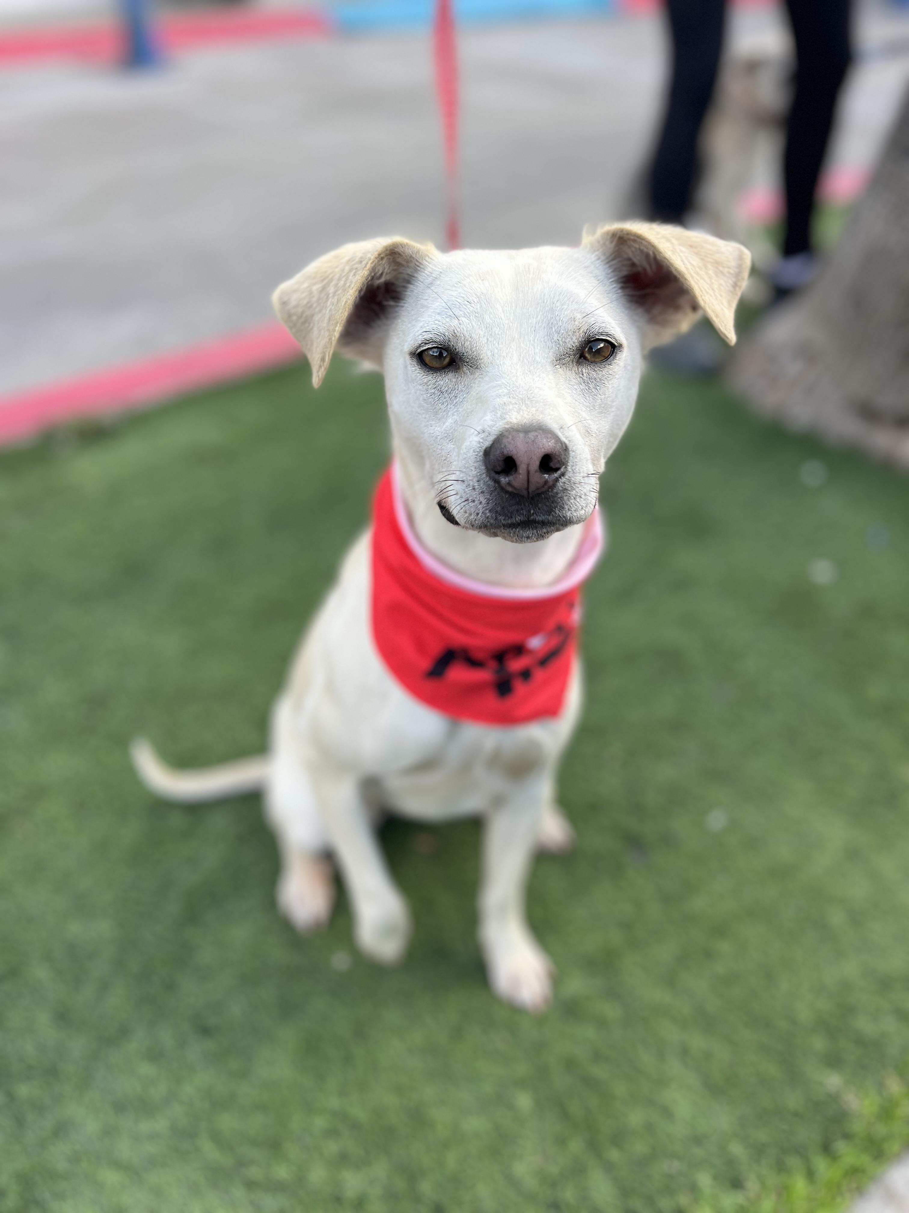 Enlarge Paloma, a ADOPTABLE mixed breed in Poway, CA image 4/4