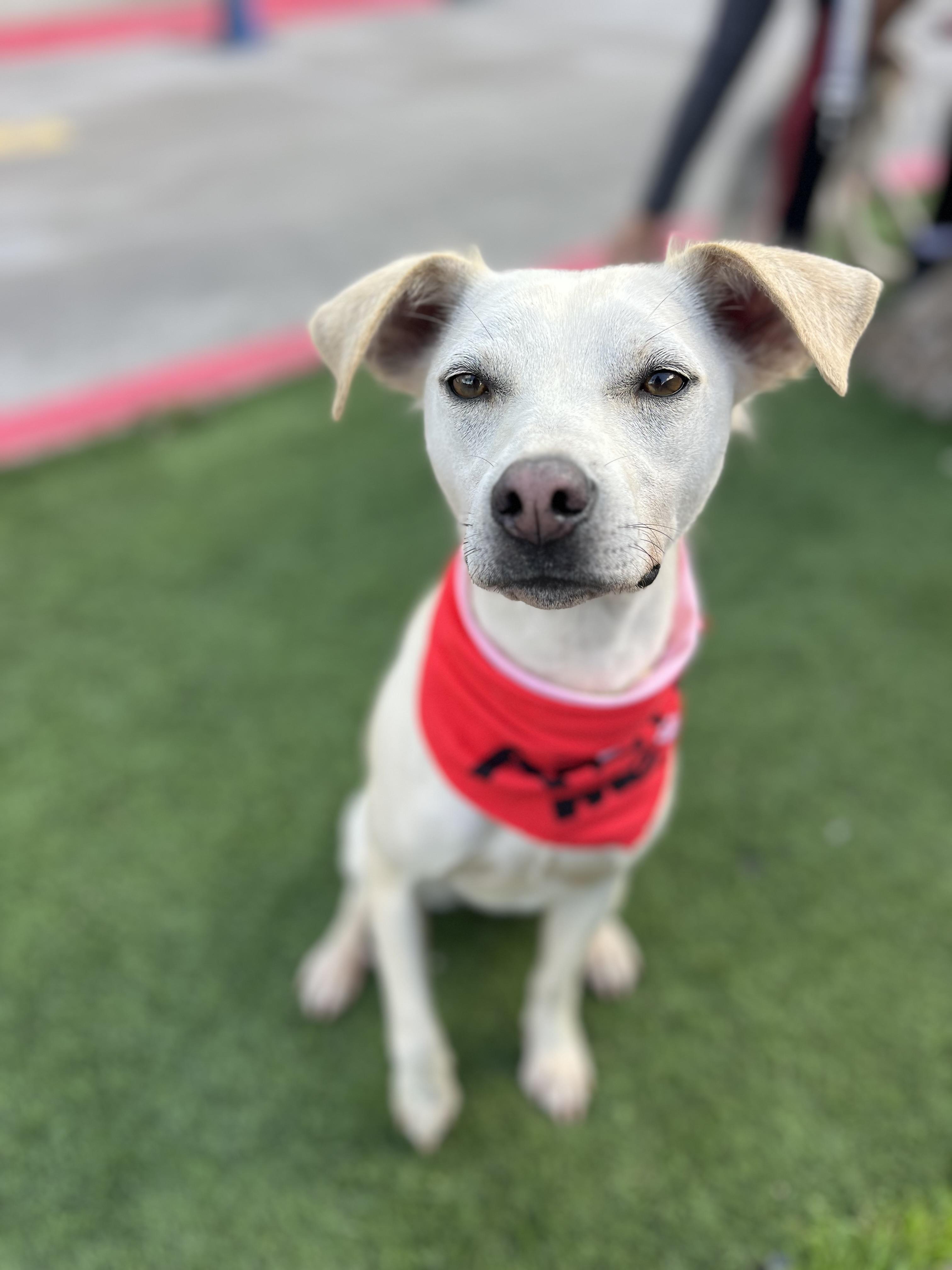 Enlarge Paloma, a ADOPTABLE mixed breed in Poway, CA image 3/4