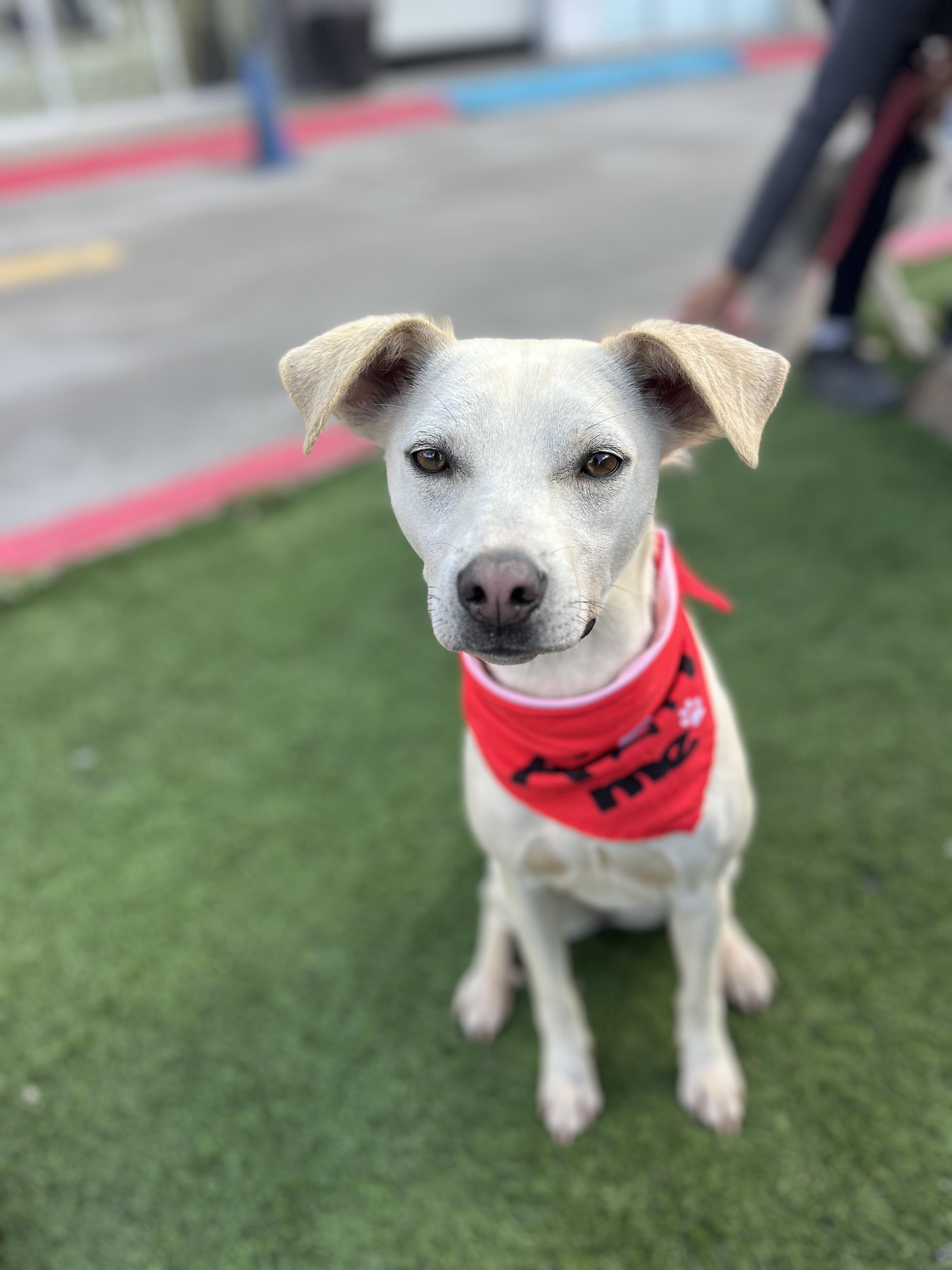 Enlarge Paloma, a ADOPTABLE mixed breed in Poway, CA image 2/4