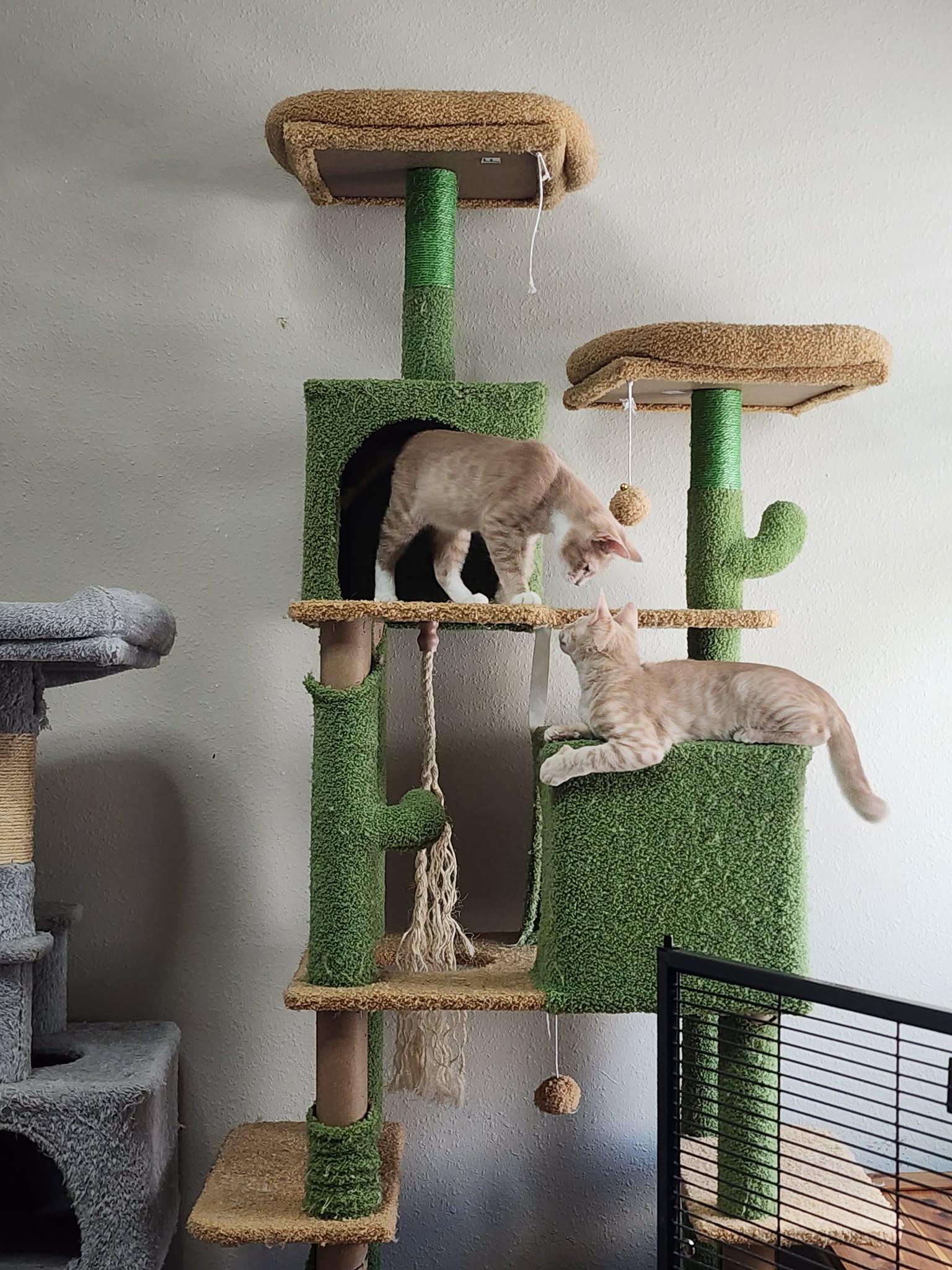 Popeye & Pirate, an adopted Domestic Short Hair in Jacksonville, FL image 3/4
