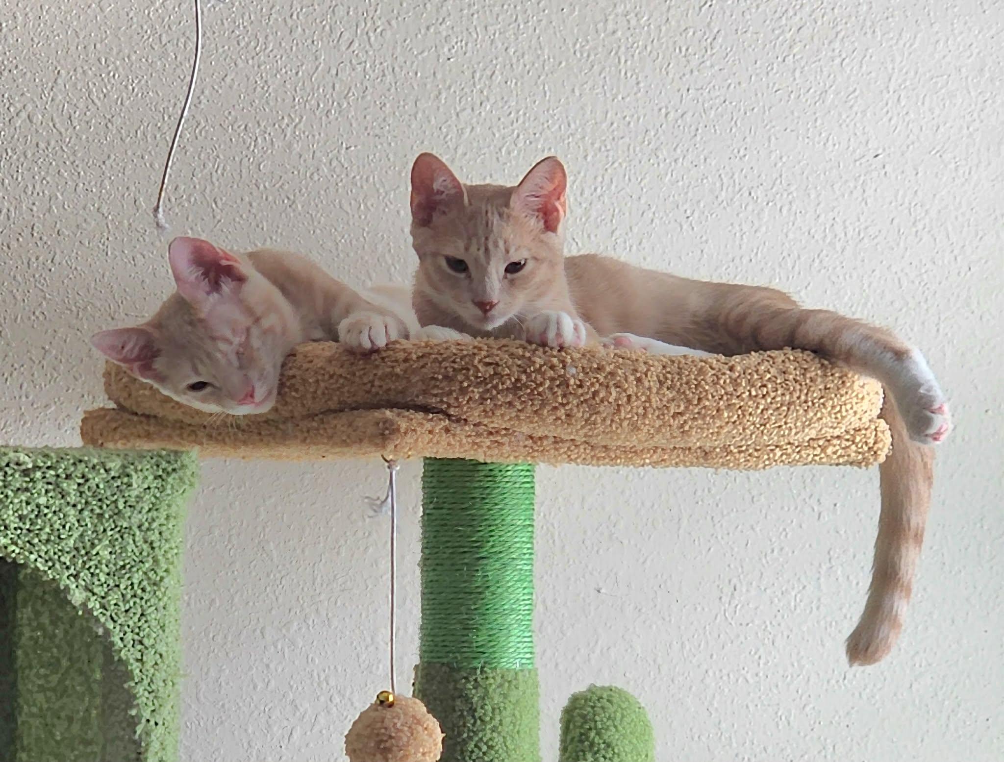 Popeye & Pirate, adopted, Kitten Male Domestic Short Hair.
