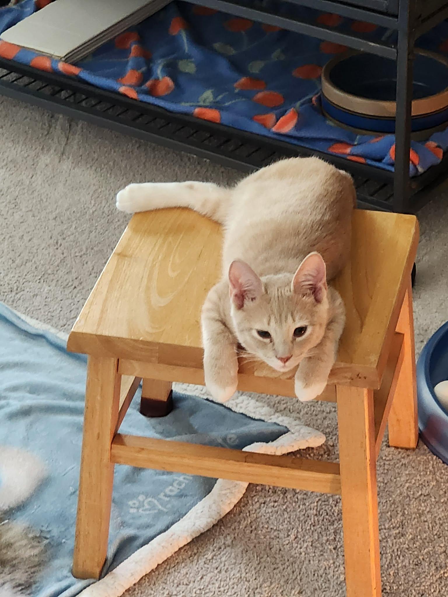 Popeye & Pirate, an adopted Domestic Short Hair in Jacksonville, FL image 2/4