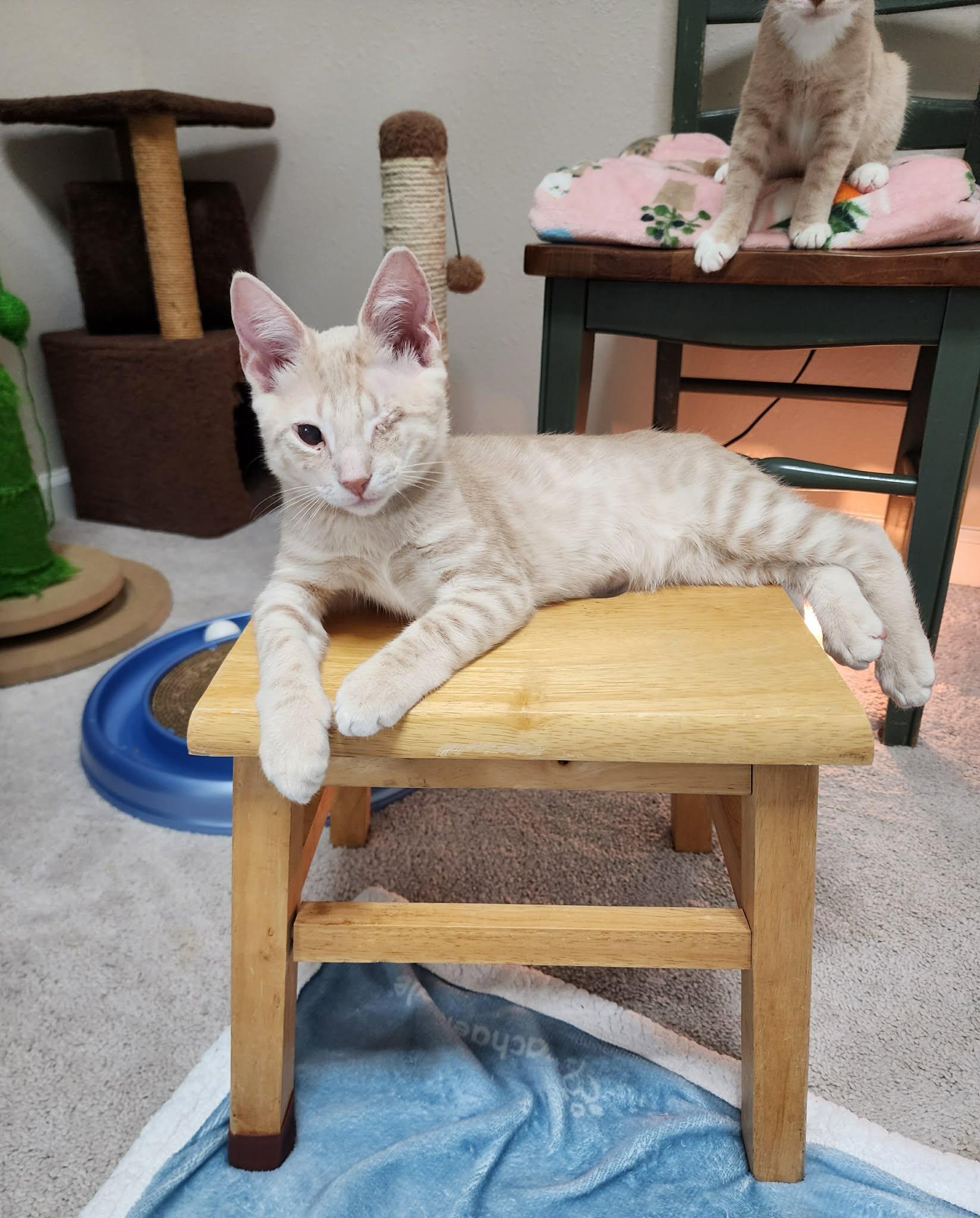 Popeye & Pirate, an adopted Domestic Short Hair in Jacksonville, FL image 4/4