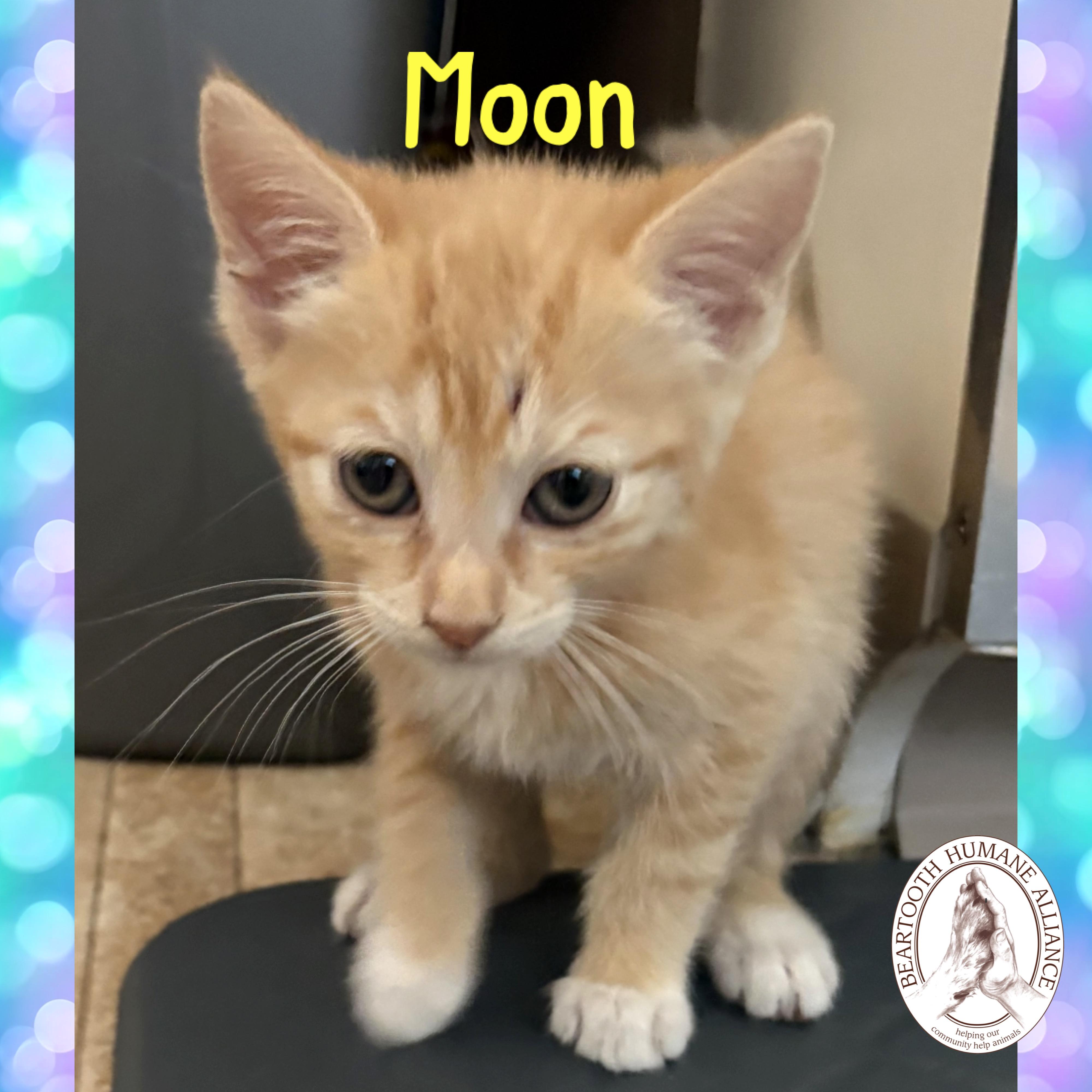 Moon, an adoptable Domestic Short Hair in Red Lodge, MT, 59068 | Photo Image 2