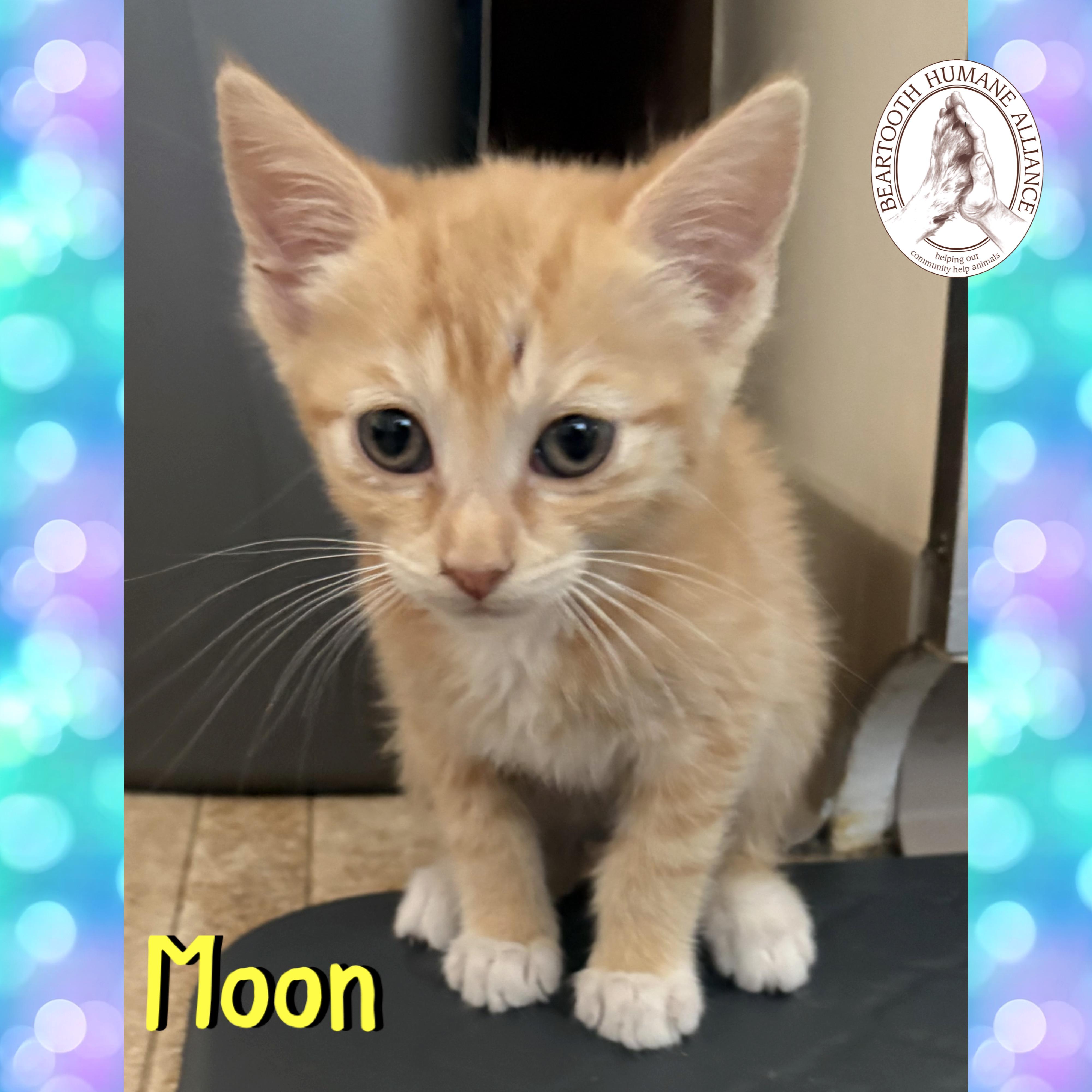 Moon, an adoptable Domestic Short Hair in Red Lodge, MT, 59068 | Photo Image 1
