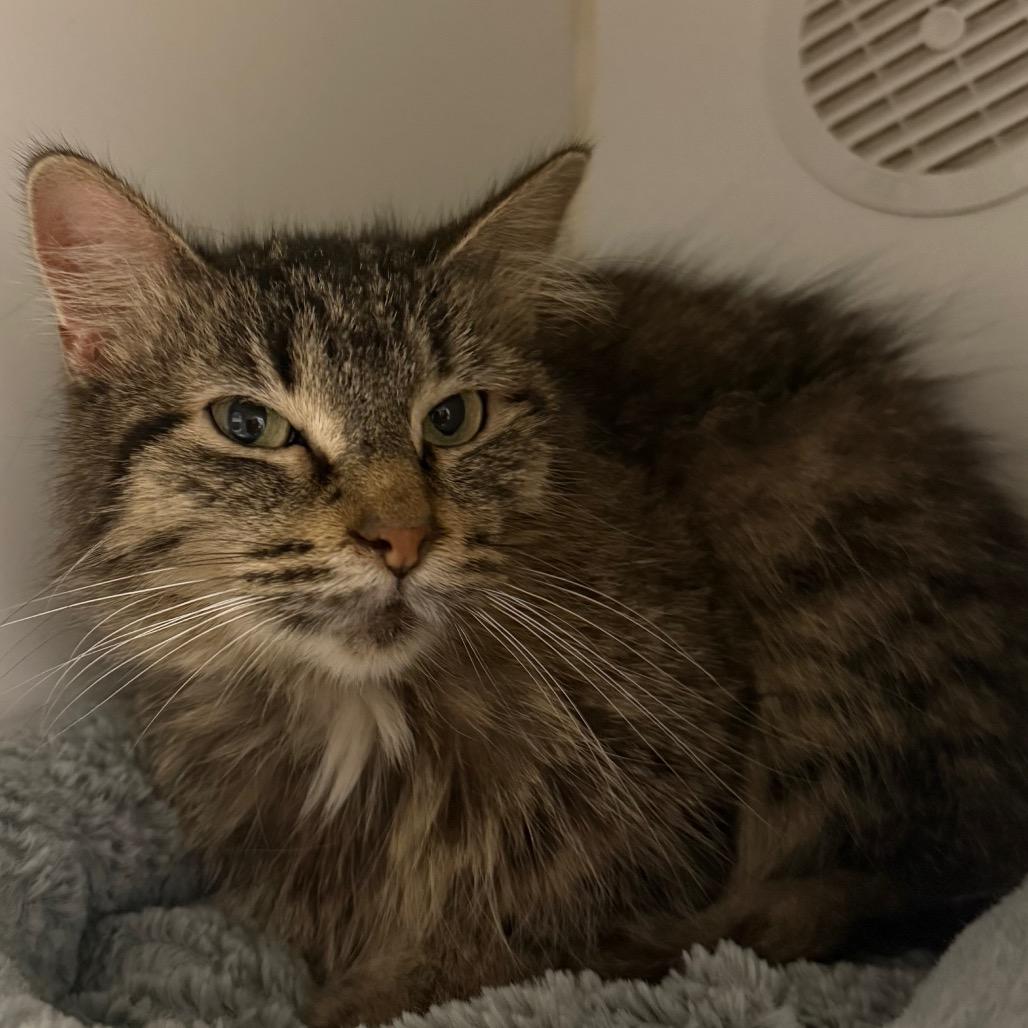 Maze, Adoptable, Adult Female Domestic Short Hair.