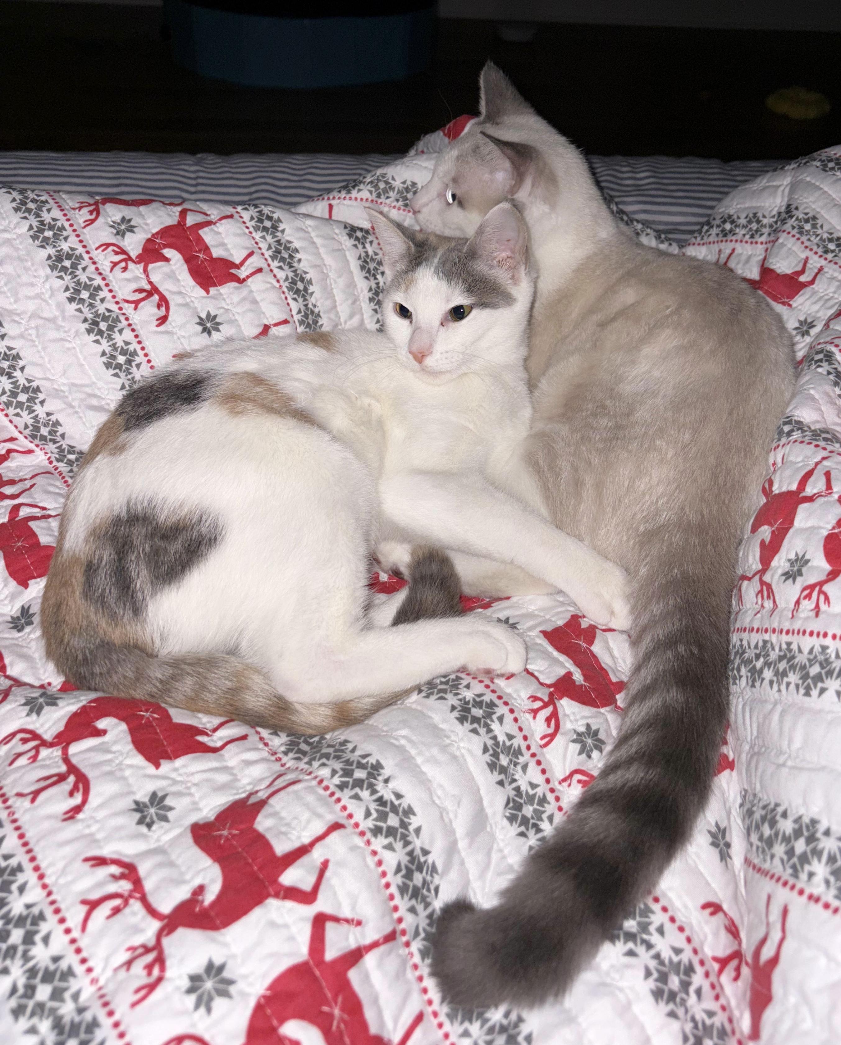 Enlarge Scamper, a ADOPTABLE Siamese in Woodbridge, VA image 2/3