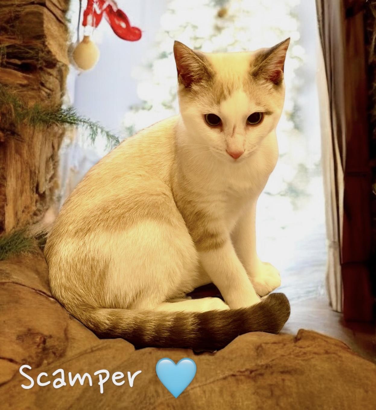 Enlarge Scamper, a ADOPTABLE Siamese in Woodbridge, VA image 1/3