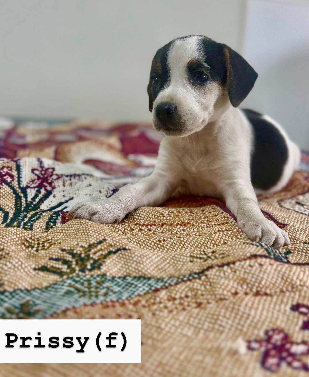 Enlarge Prissy , a ADOPTABLE mixed breed in South Amboy, NJ image 1/1