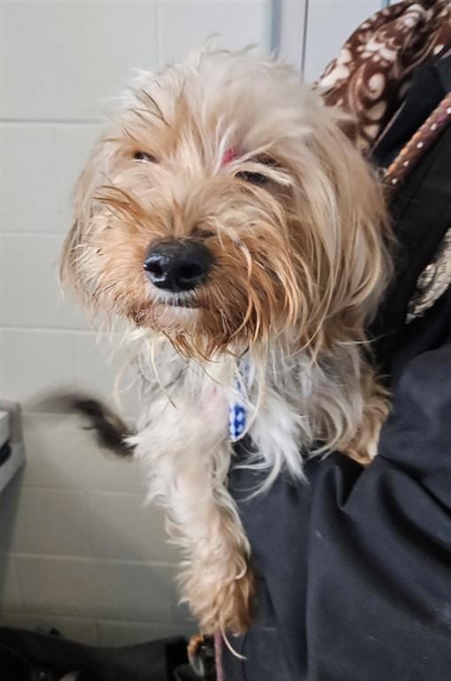 Enlarge NIPSEY, a Adoptable Yorkshire Terrier in Toledo, OH image 1/1