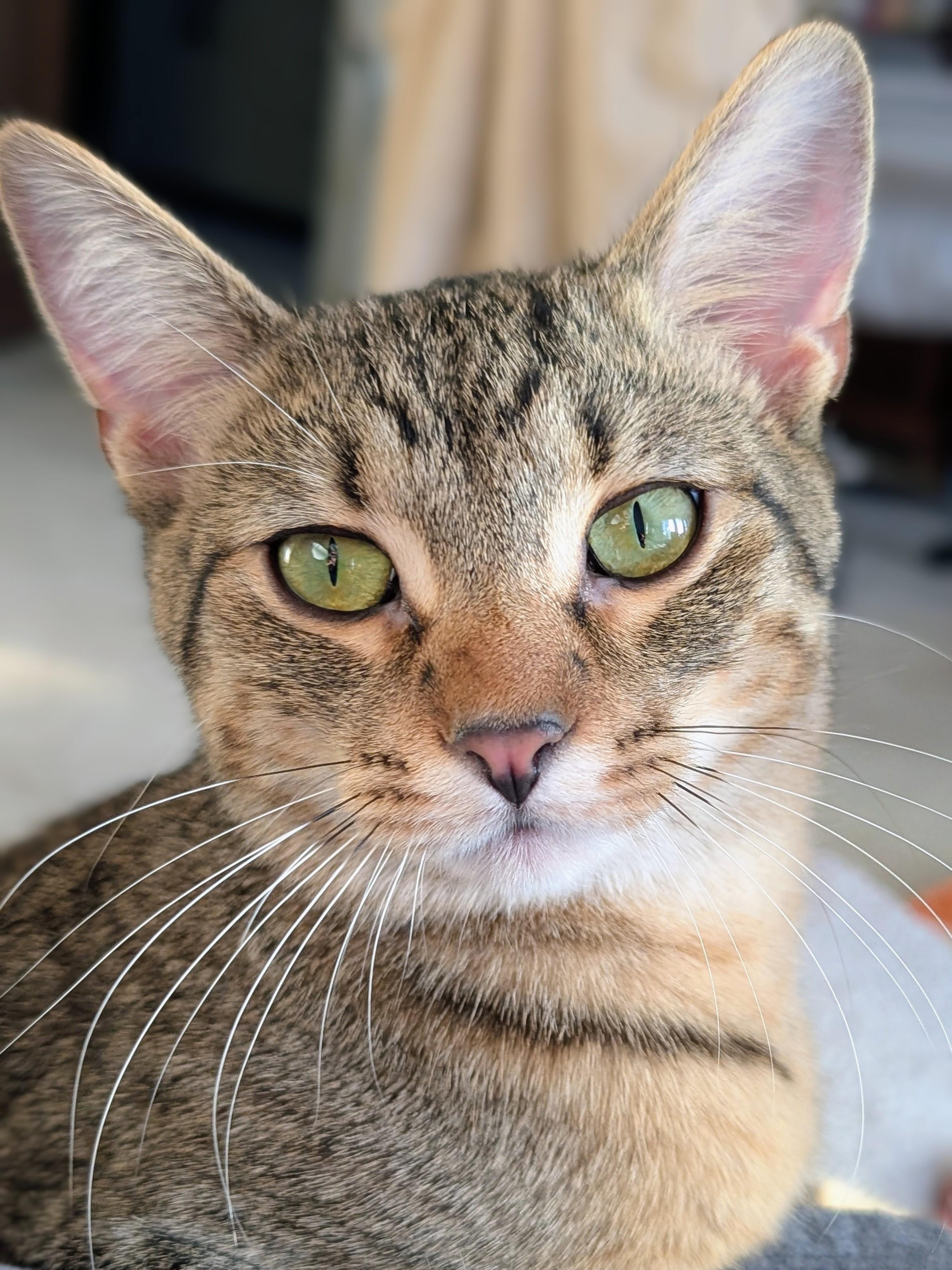 Venus, adoptable, Kitten Female Domestic Short Hair.